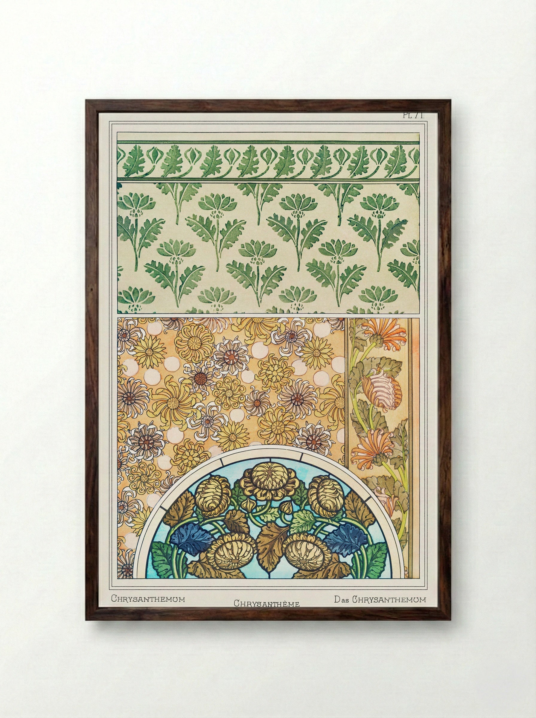 Chrysanthème (Chrysanthemum) from La Plante et ses Applications ornementales - Maurice Pillard Verneuil - Framed Print Dark Wood