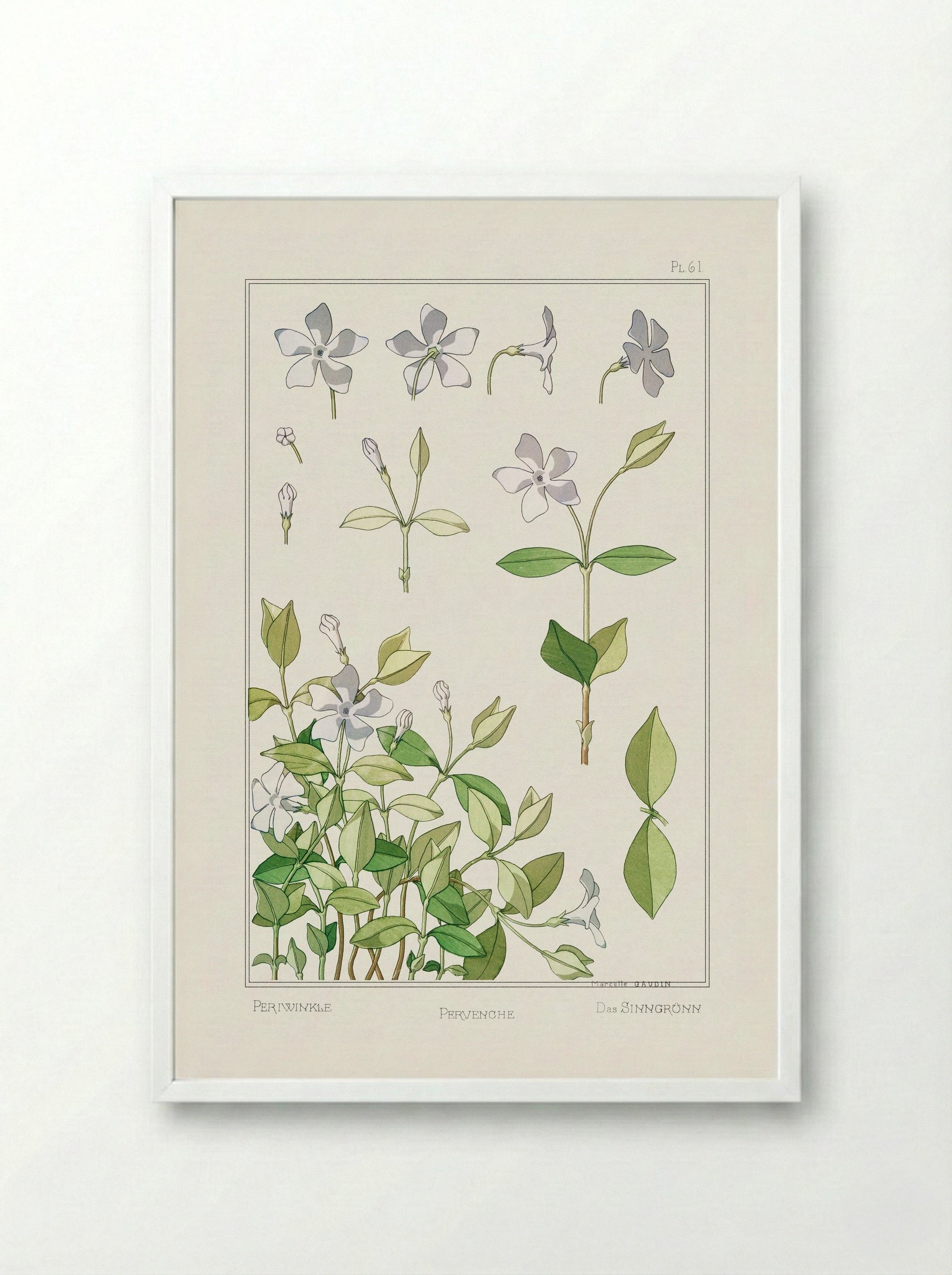 Pervenche (Periwinkle) - Maurice Pillard Verneuil - Framed Print White