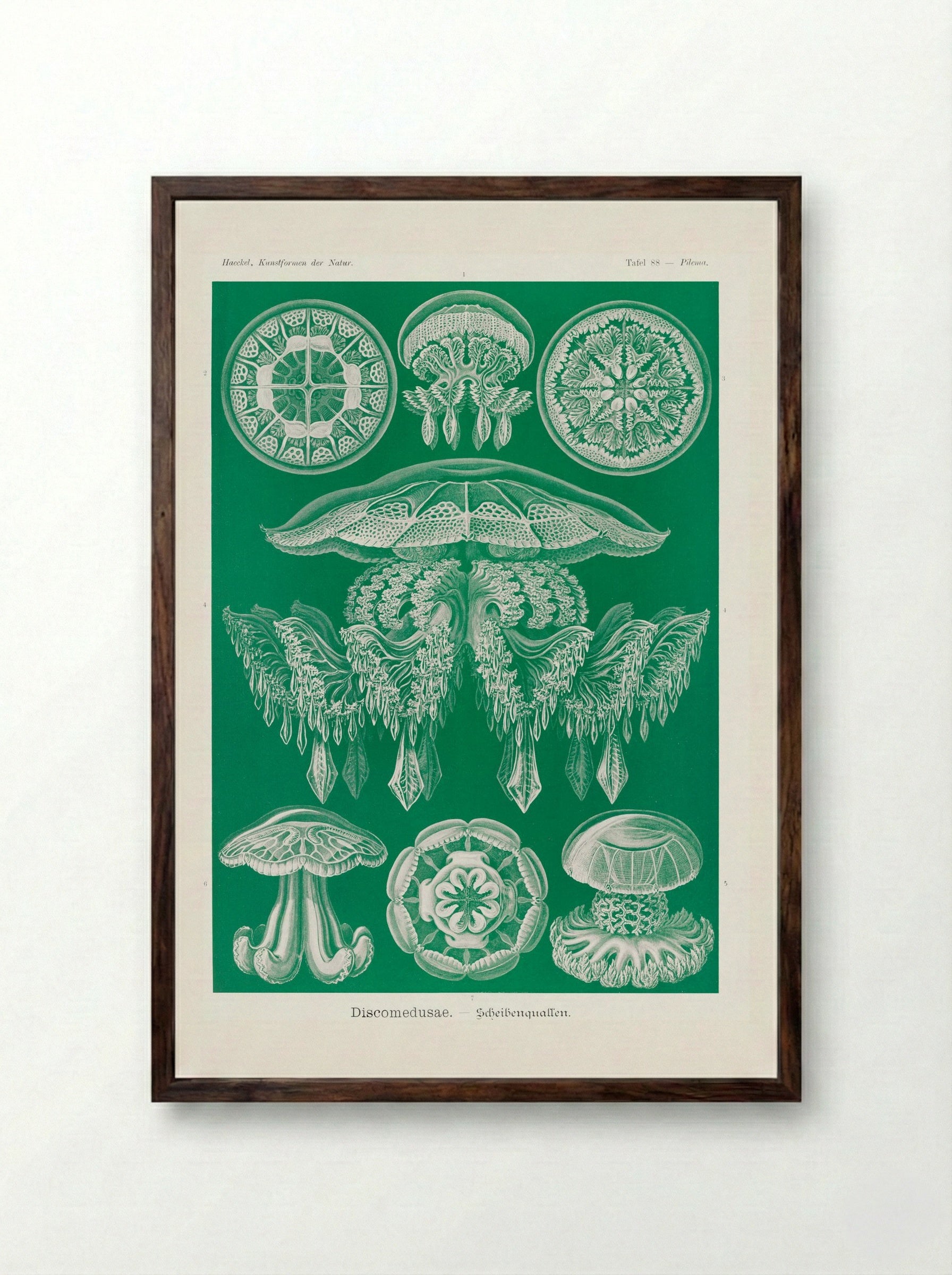 Discomedusae-Scheibenquallen (1904) - Ernst Haeckel - Framed Print Dark Wood