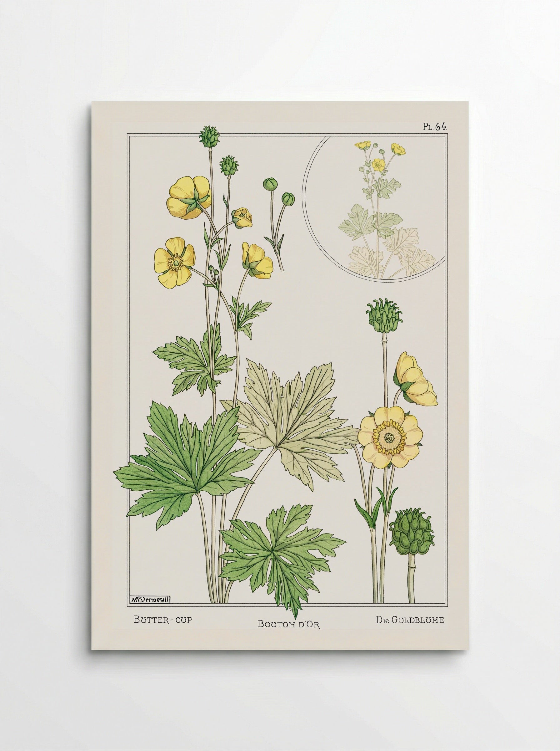 Bouton d'Or (Buttercup) - Maurice Pillard Verneuil - Poster