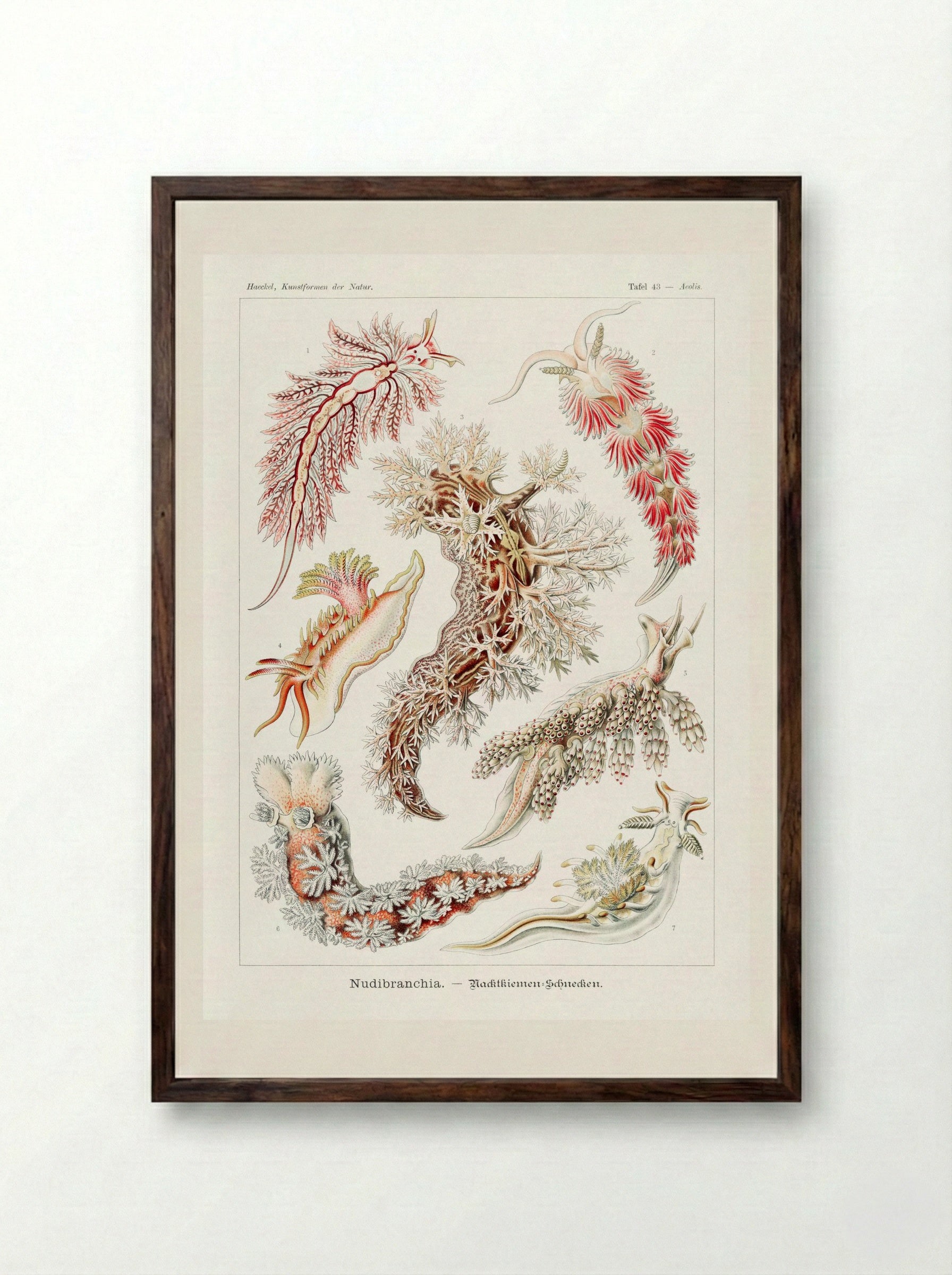 Nudibranchia-Nacktkiemen Schnecken (1904) - Ernst Haeckel - Framed Print Dark Wood