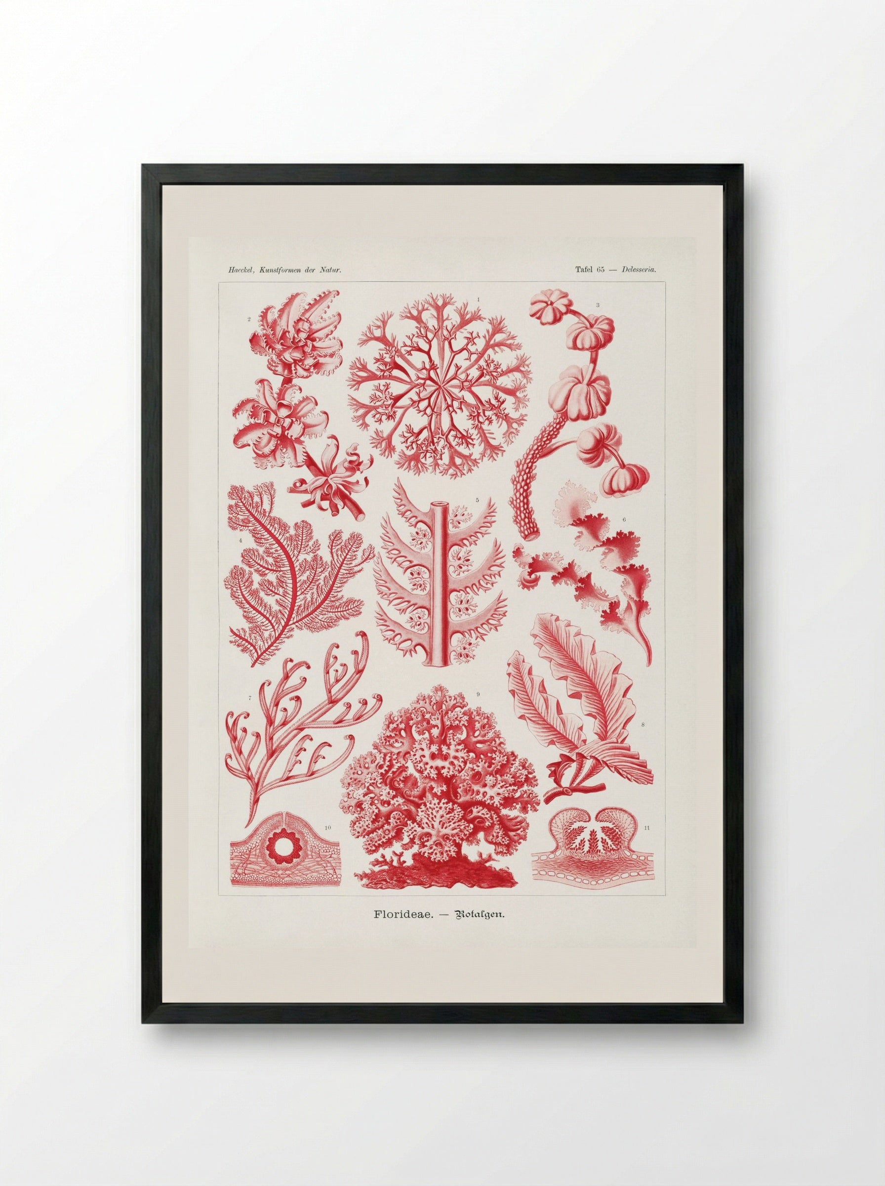 Florideae-Rotalgen (1904) - Ernst Haeckel - Framed Print Black