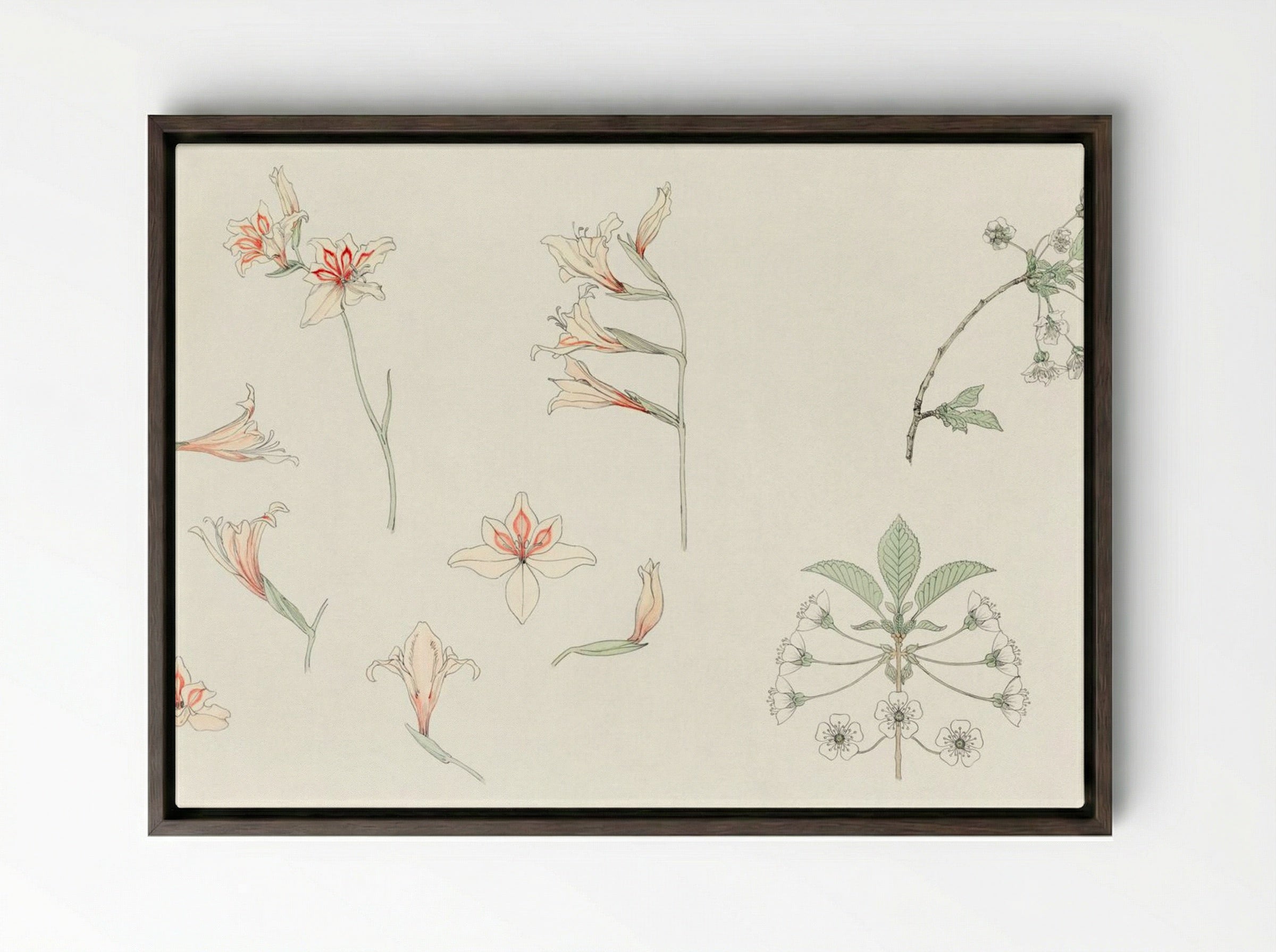 Study Sheet with Gladiolus and Apple Blossom - Julie de Graag - Framed Canvas Dark Wood