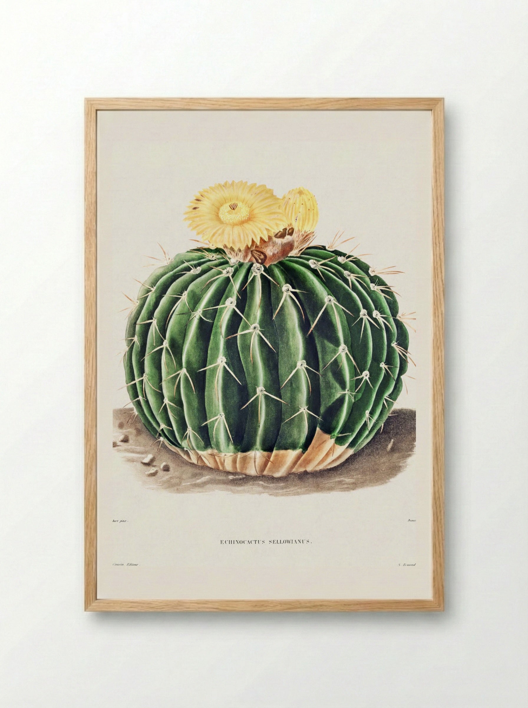 Parodia Sellowii (Echinocactus Sellowianus) - Charles Antoine Lemaire - Framed Print Wood