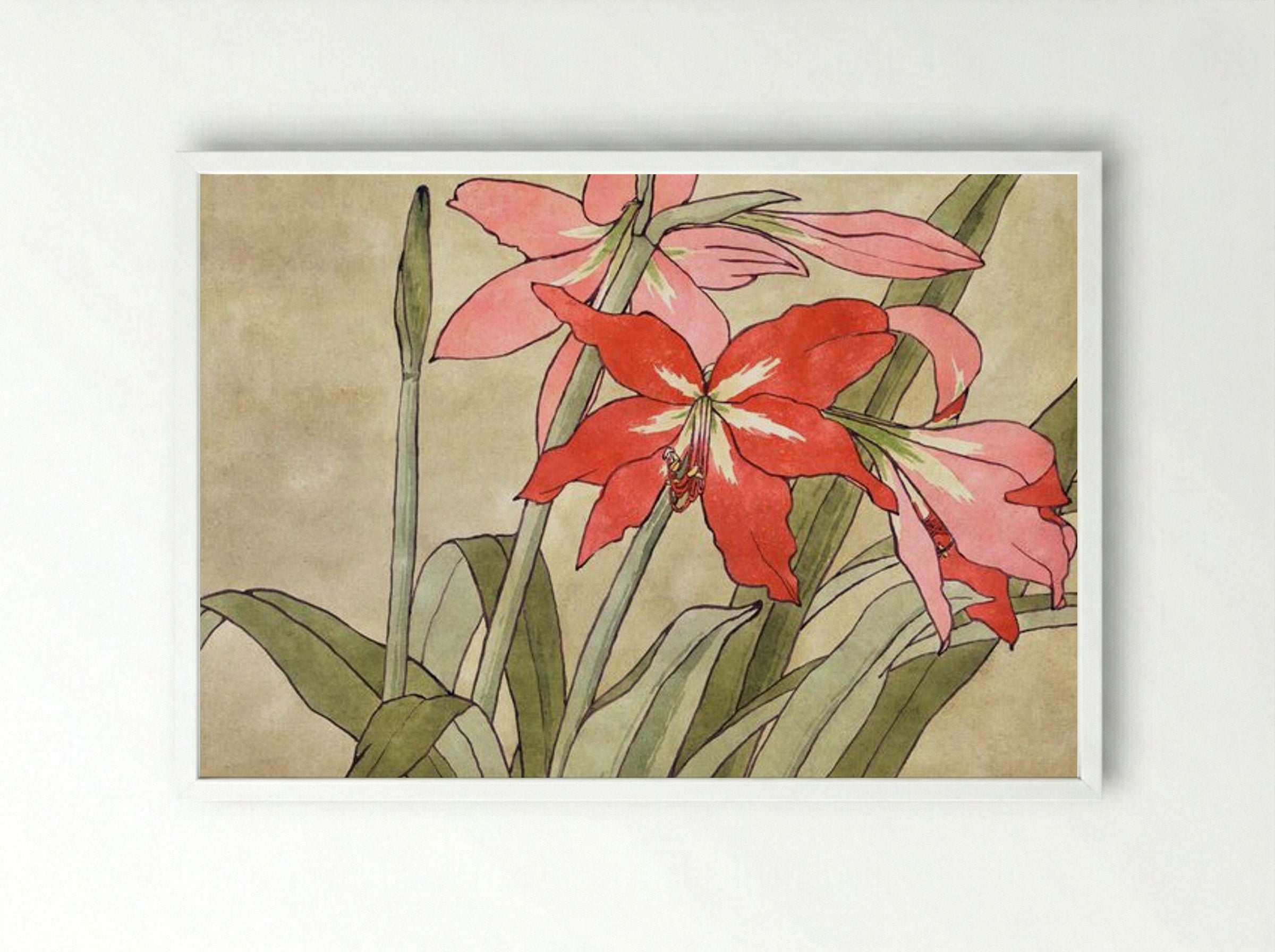 Amaryllis - Hannah Borger Overbeck - Framed Print White