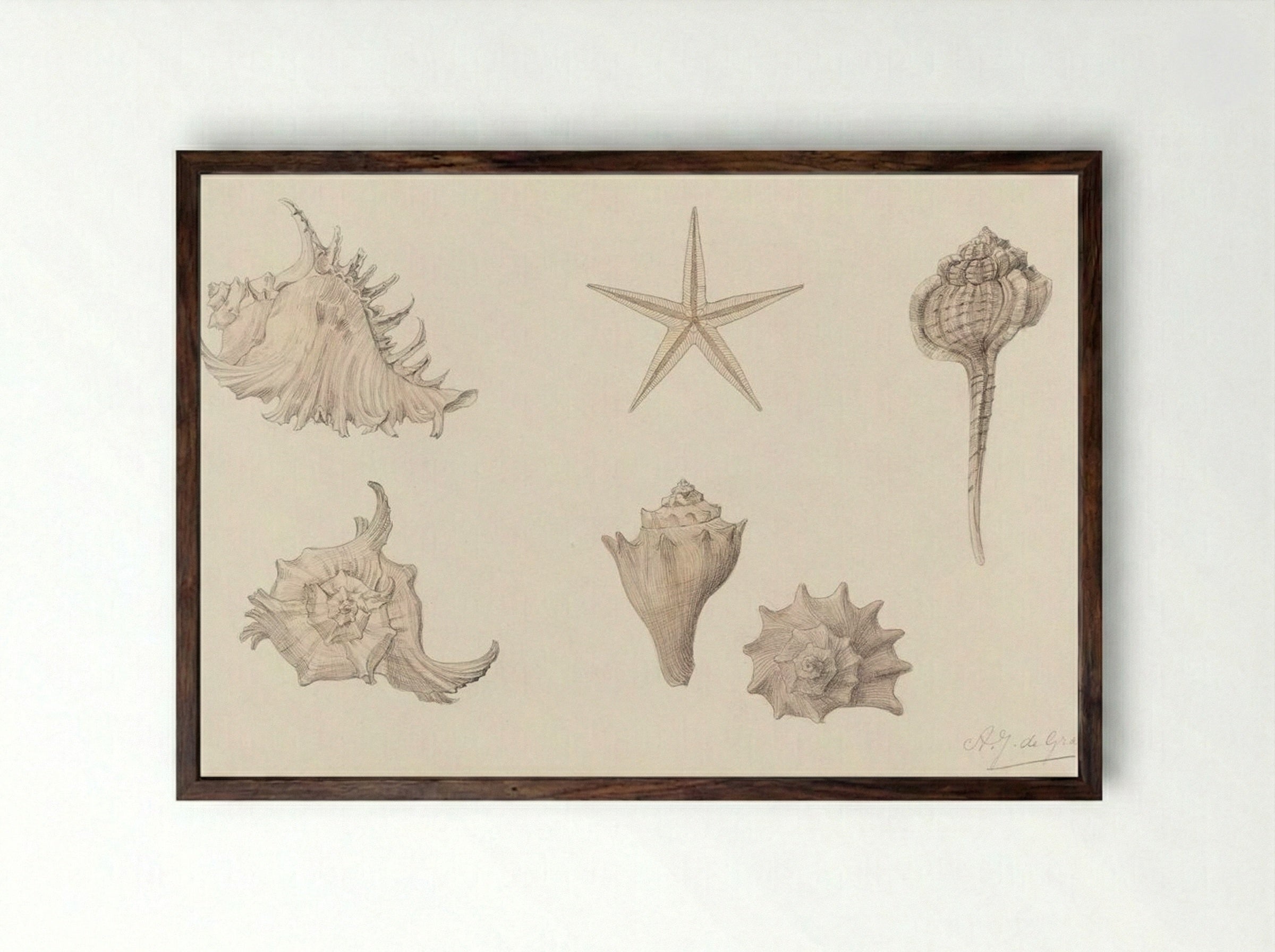 Shells - Julie de Graag - Framed Print Dark Wood