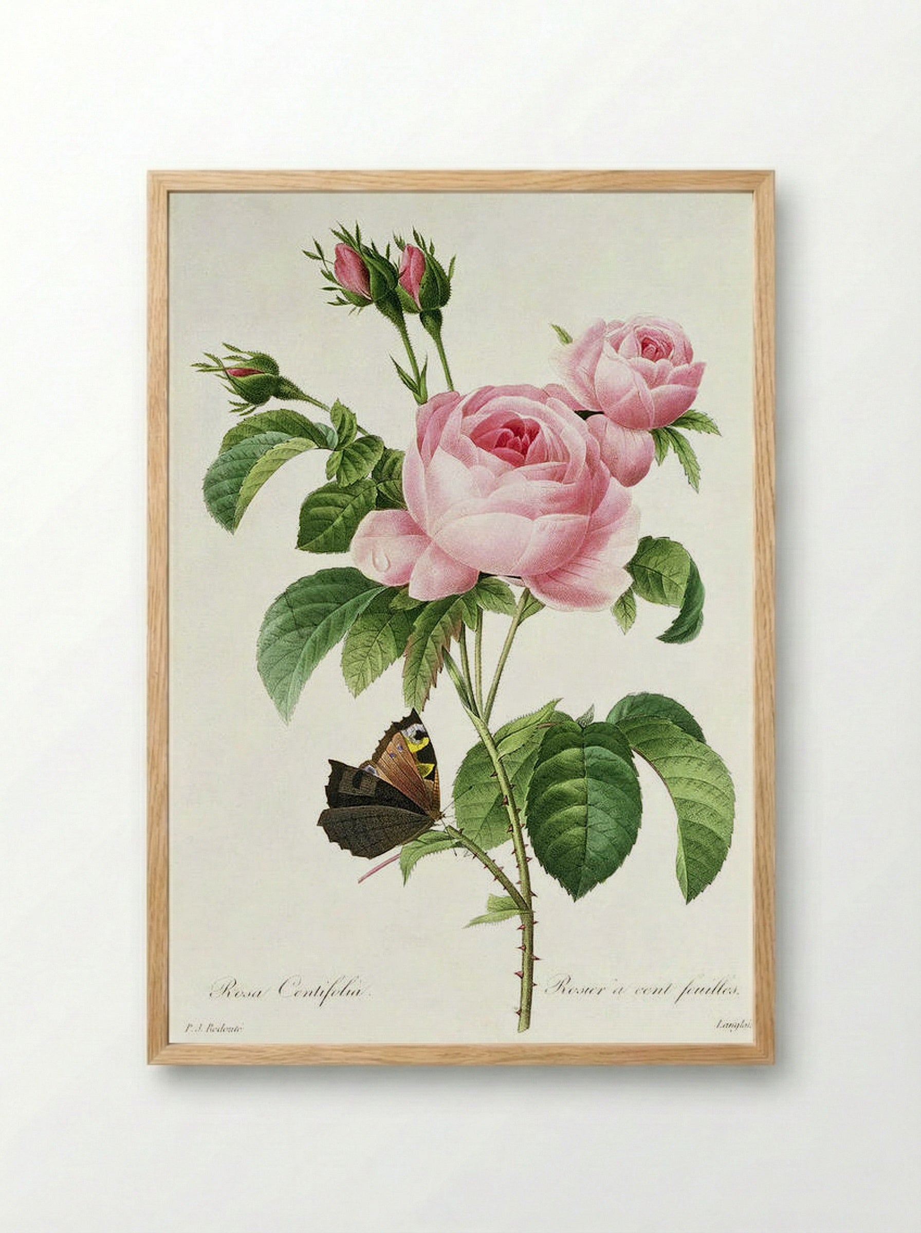 Rosa Centifolia - Pierre-Joseph Redouté - Framed Print Wood