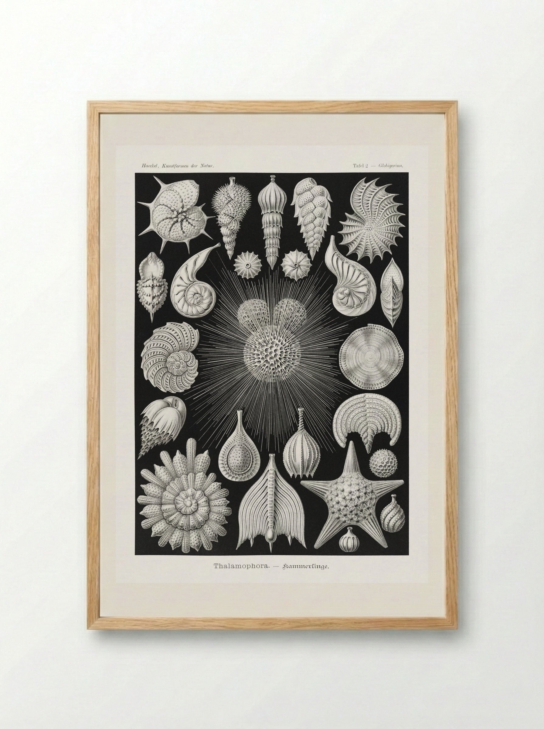 Thalamophora-Kammerlinge (1904) - Ernst Haeckel - Framed Print Wood