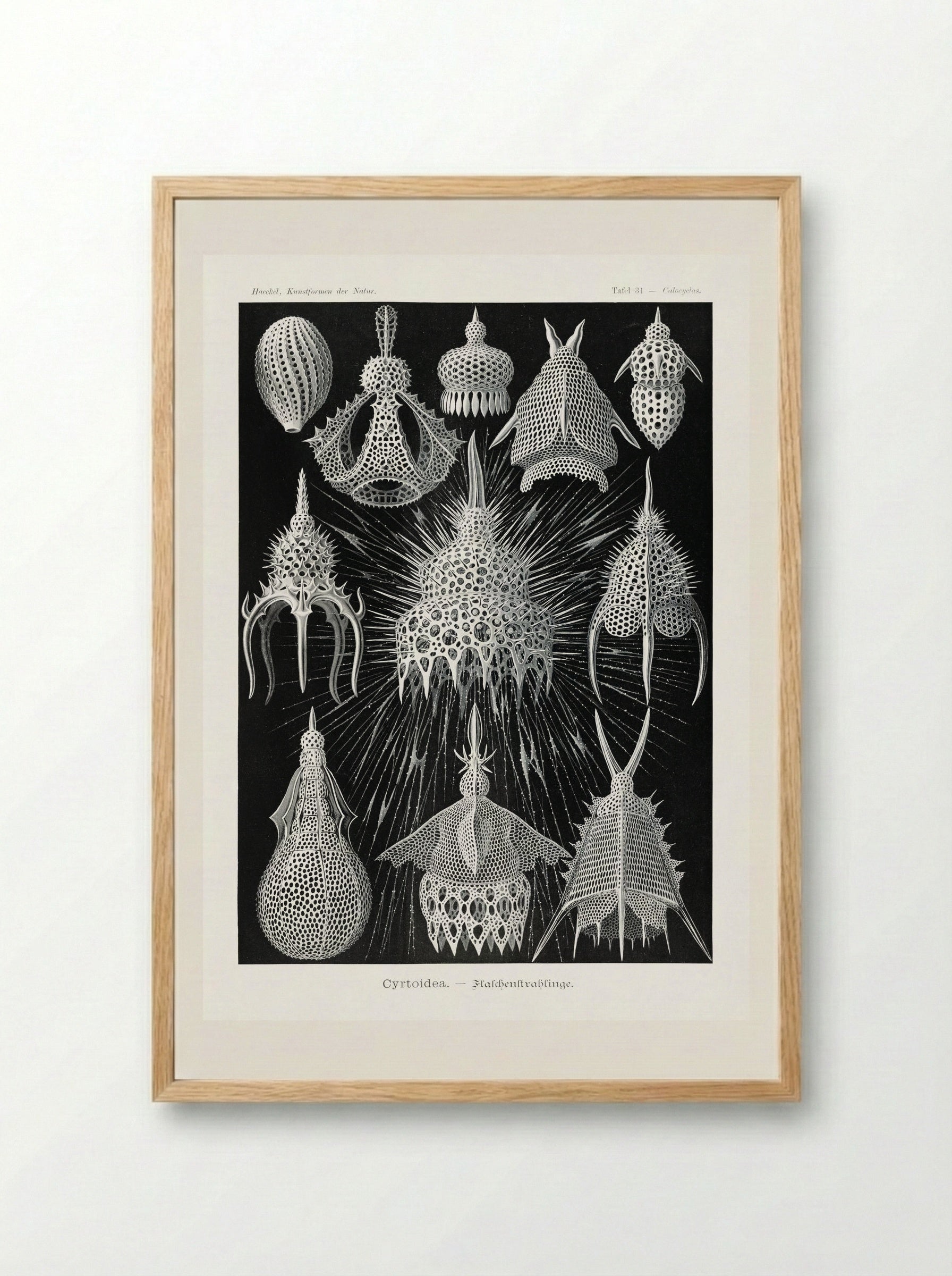 Crytoidea-Flaschenstrahlinge (1904) - Ernst Haeckel - Framed Print Wood