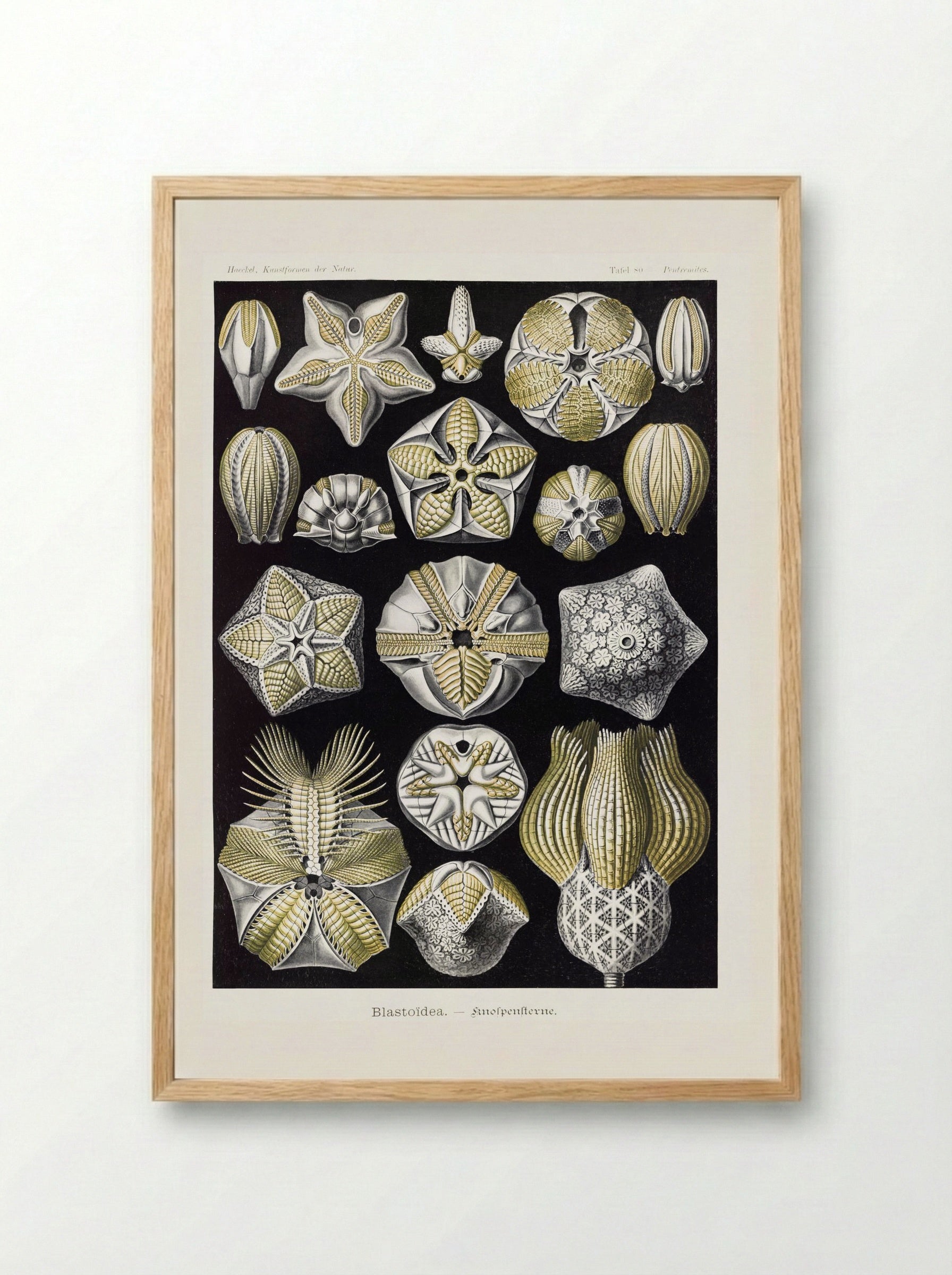 Blastoïdea-Knospensterne (1904) - Ernst Haeckel - Framed Print Wood