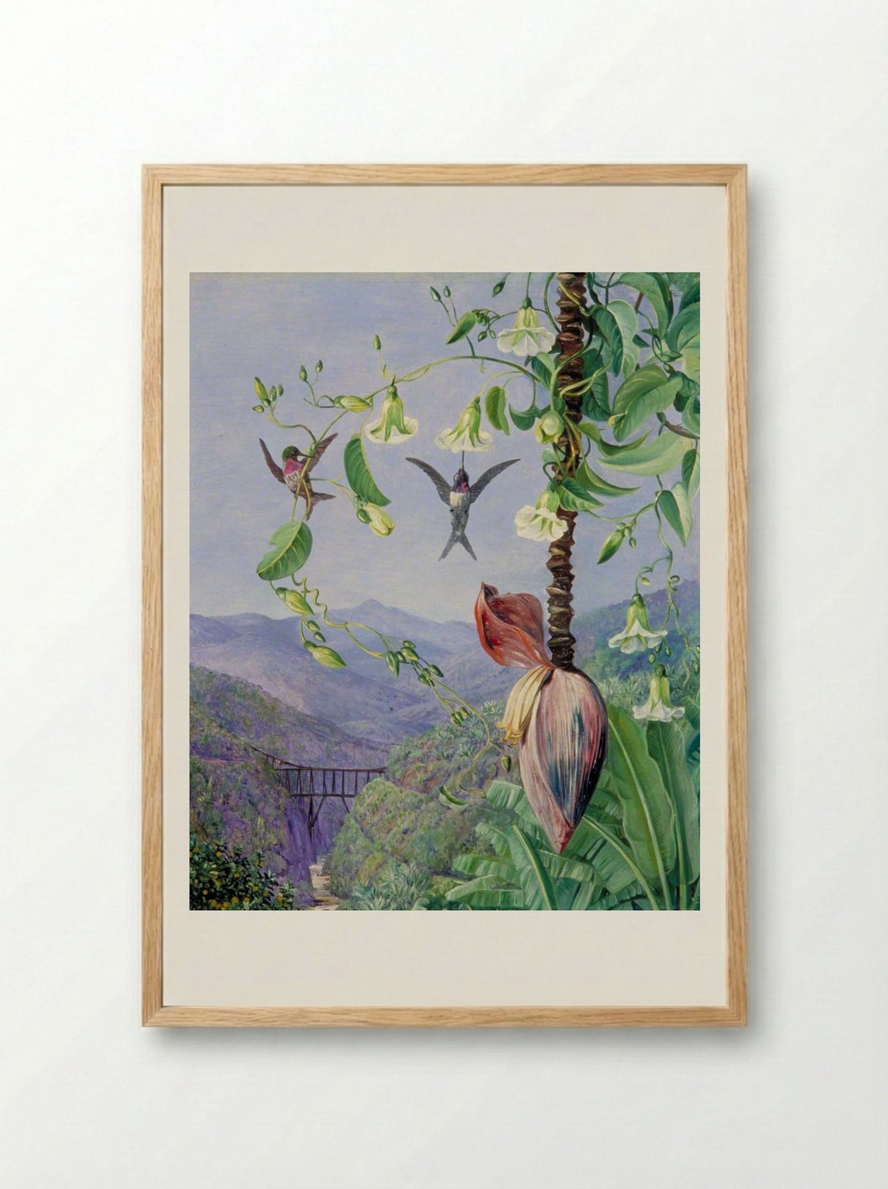 The Aqueduct of Morro Velho, Brazil - Marianne North - Framed Print Wood