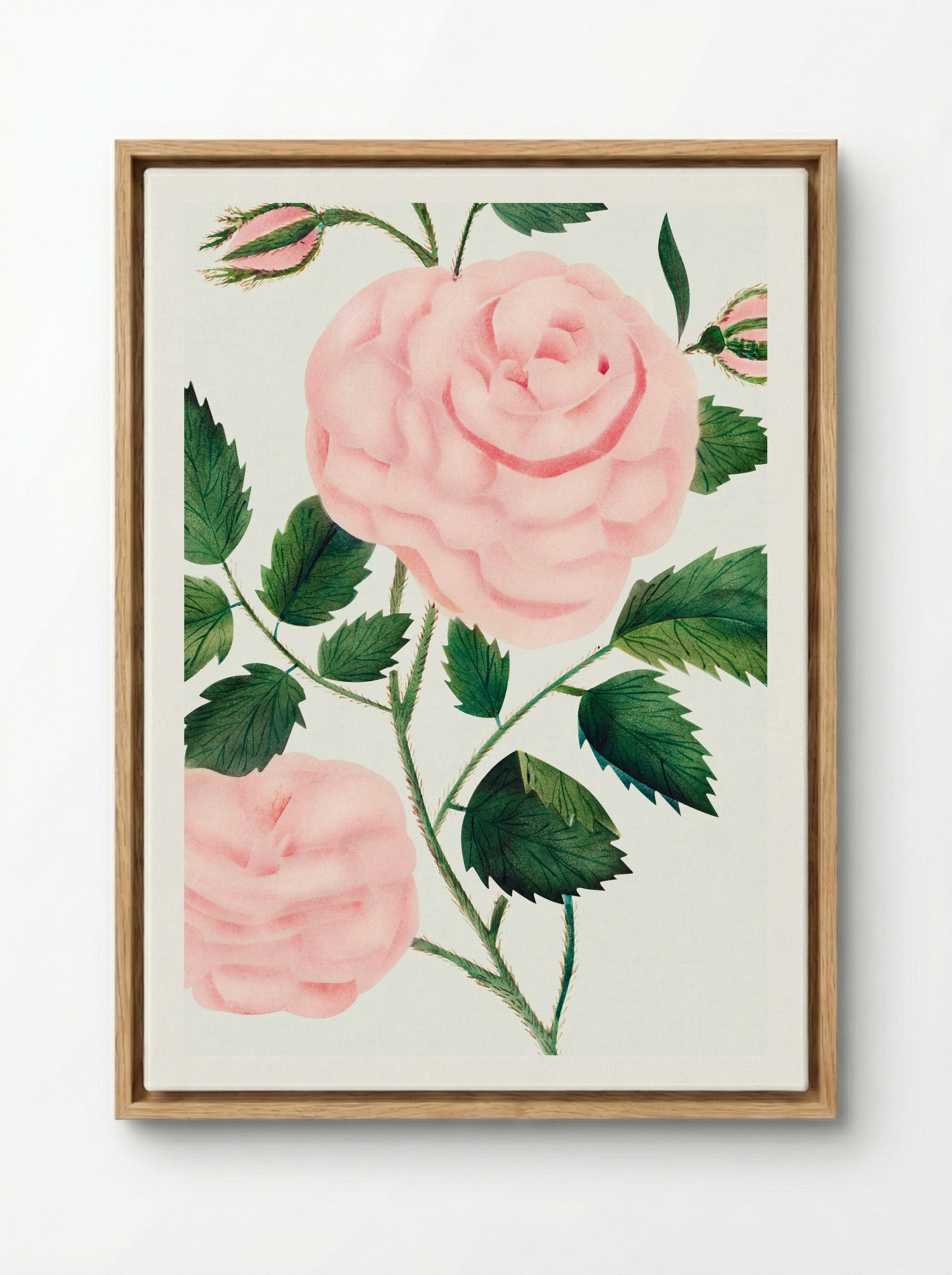 Damask Rose - Mary Altha Nims - Framed Canvas Wood