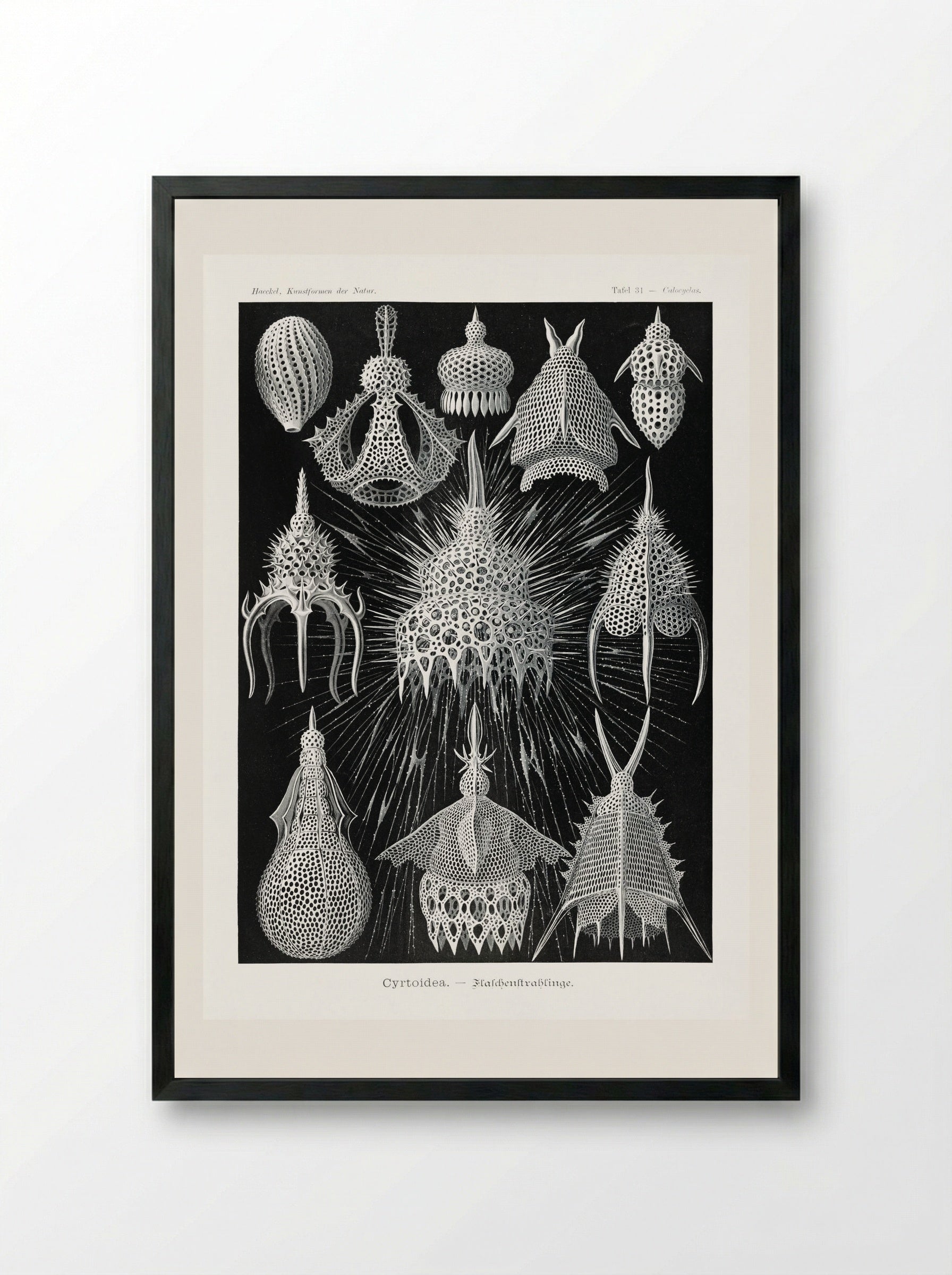 Crytoidea-Flaschenstrahlinge (1904) - Ernst Haeckel - Framed Print Black