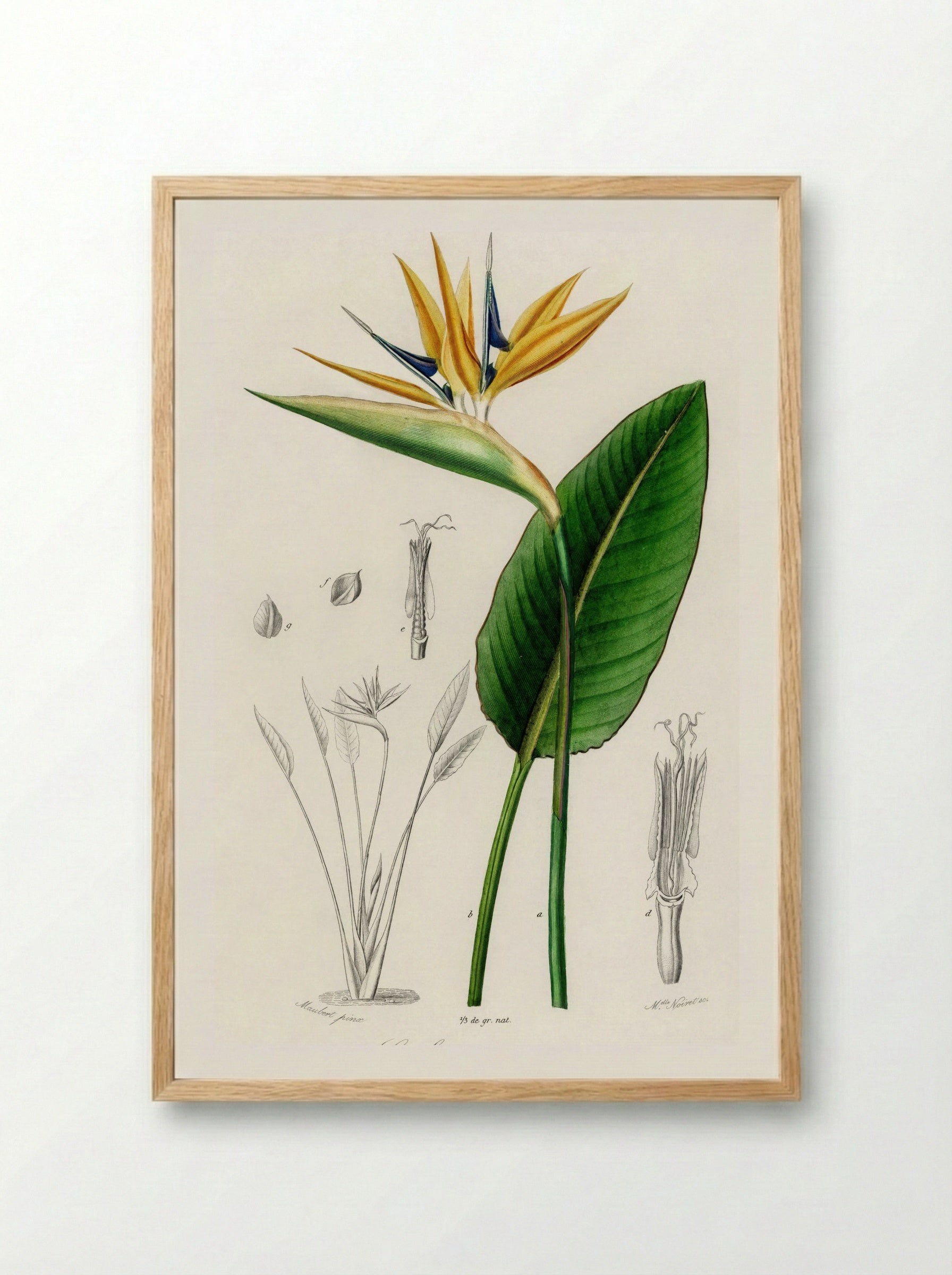 Bird of Paradise (Strelitzia Reginae) - Charles Dessalines D'Orbigny - Framed Print Wood