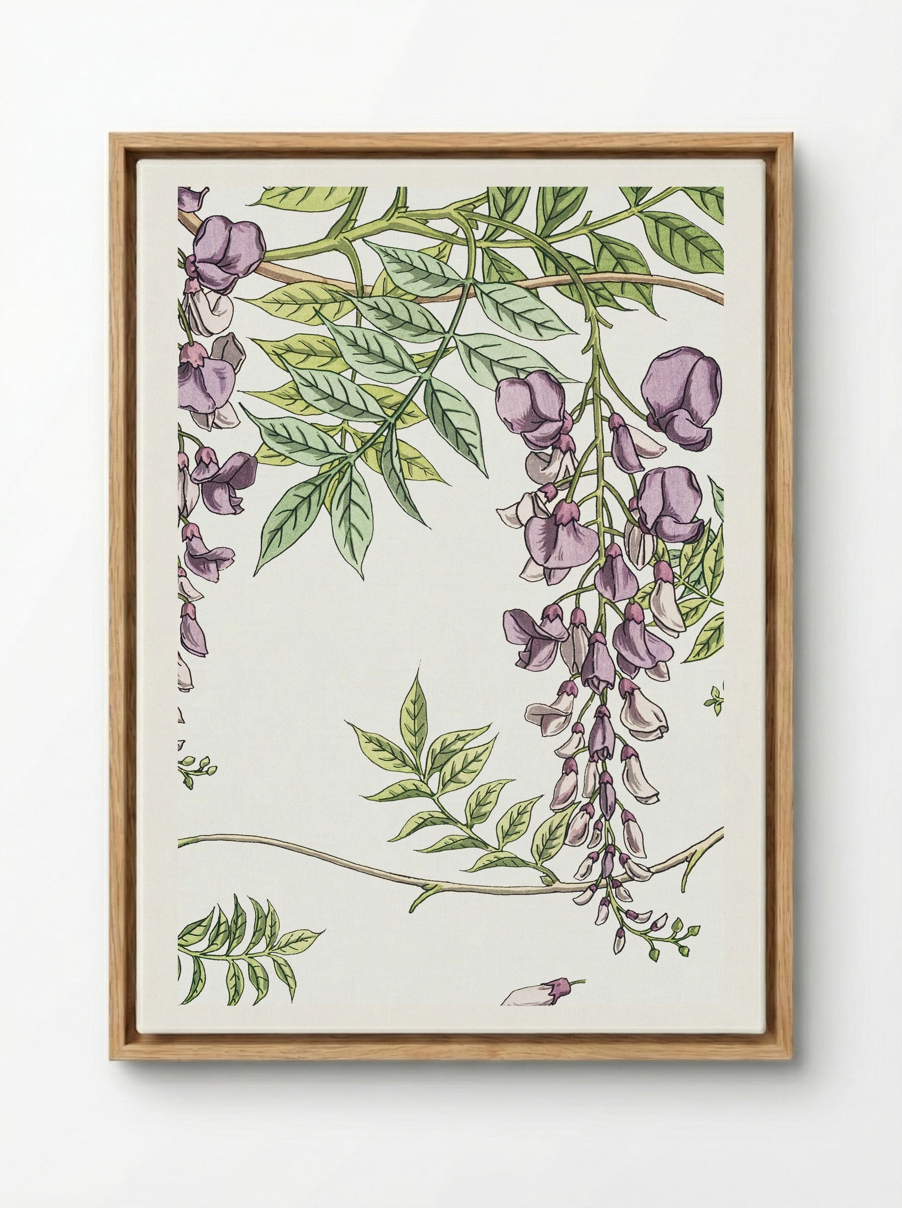 Glycine, Wisteria - Maurice Pillard Verneuil - Framed Canvas Wood