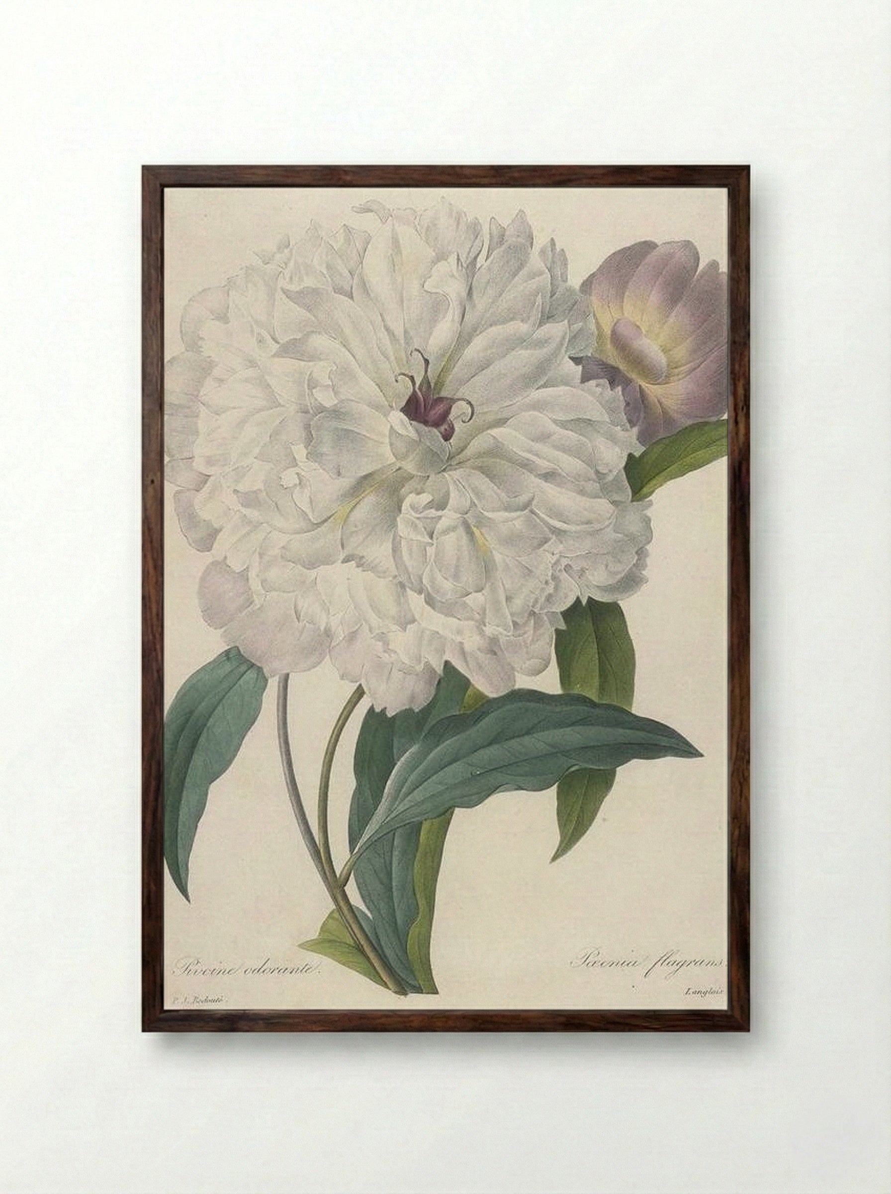 Paeonia Flagrans Peony - Pierre-Joseph Redouté - Framed Print Dark Wood
