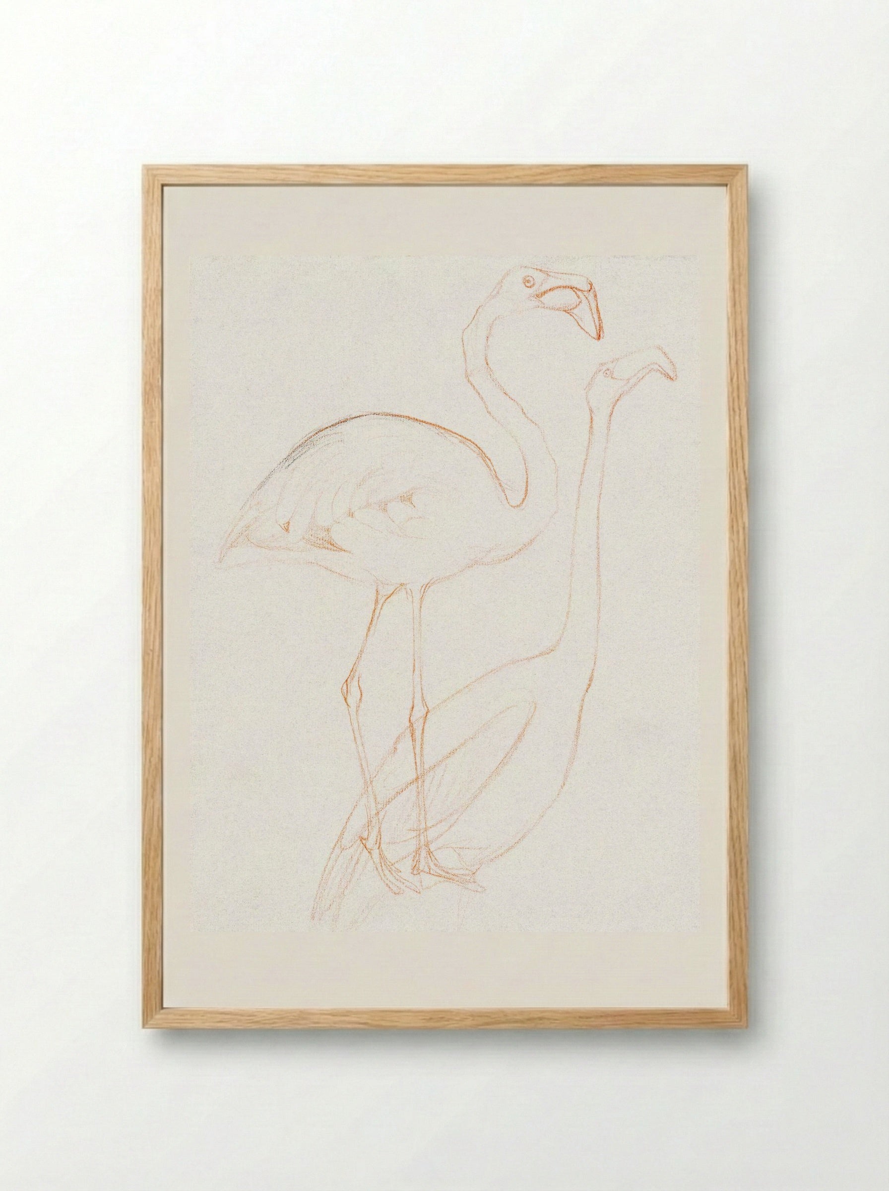 Two Studies of a Flamingo - Theo van Hoytema - Framed Print Wood