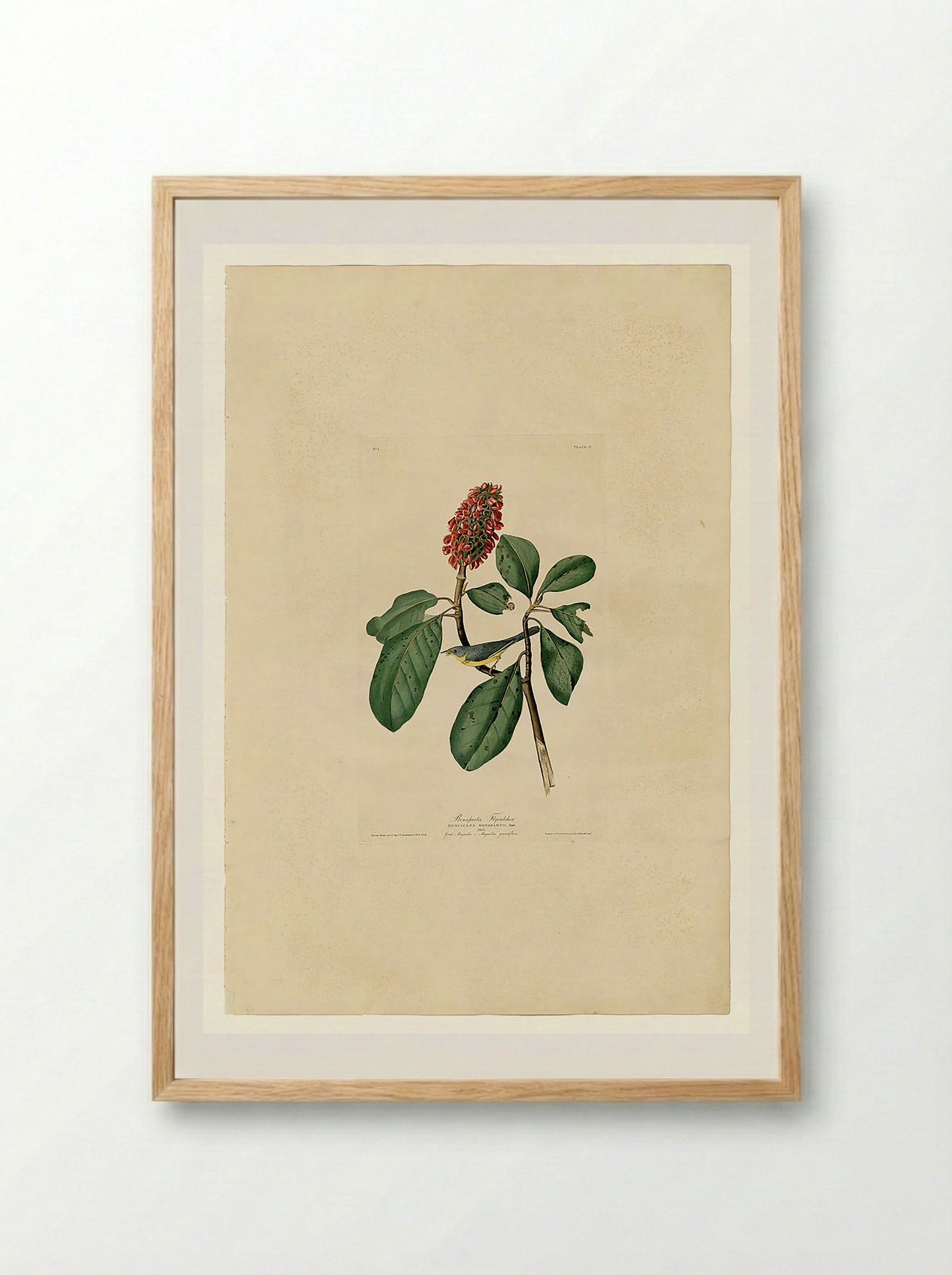 Plate 5. Bonaparte's Flycatcher - John James Audubon - Framed Print Wood