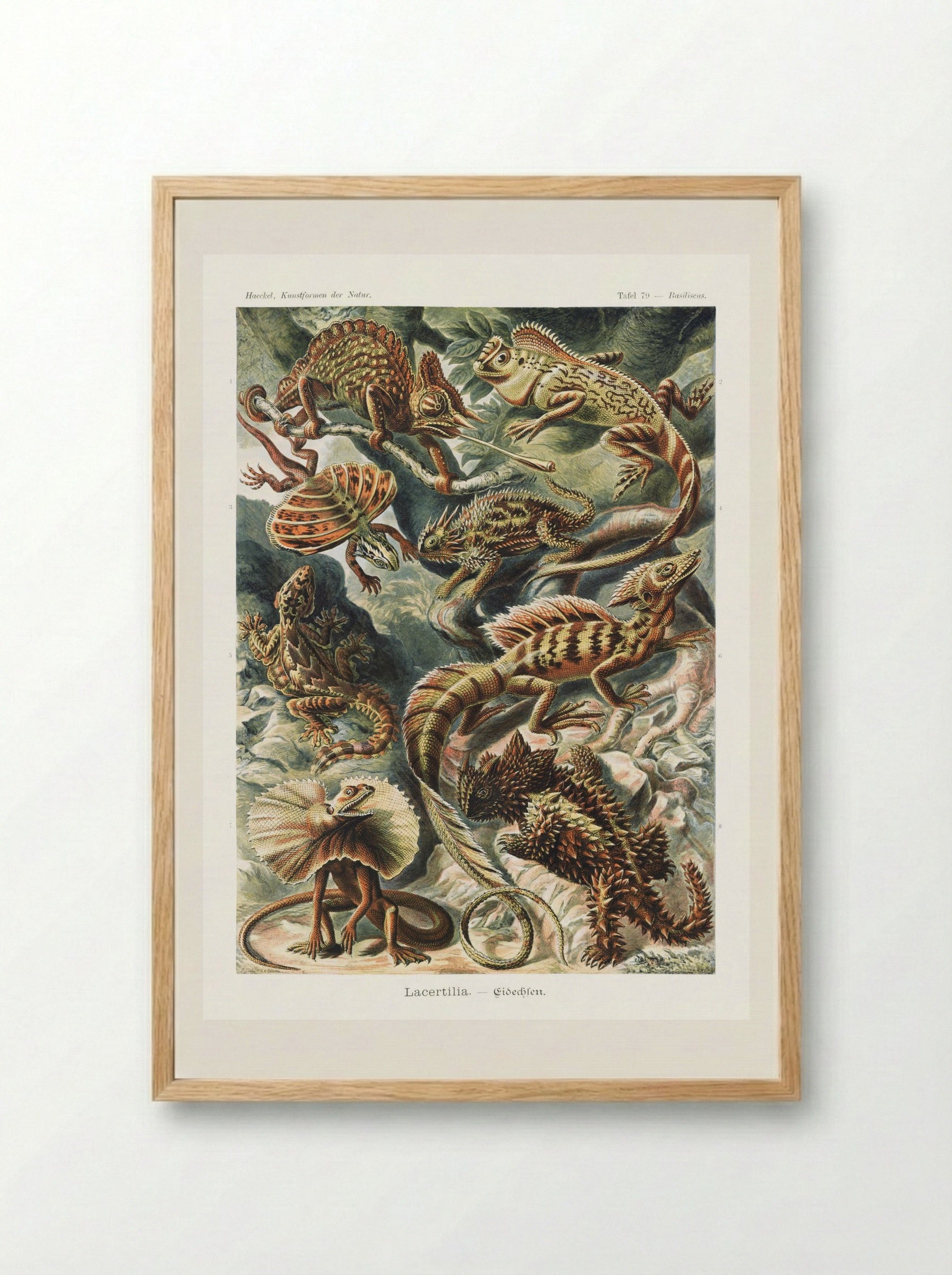 Lacertilia-Eidechlen (1904) - Ernst Haeckel - Framed Print Wood