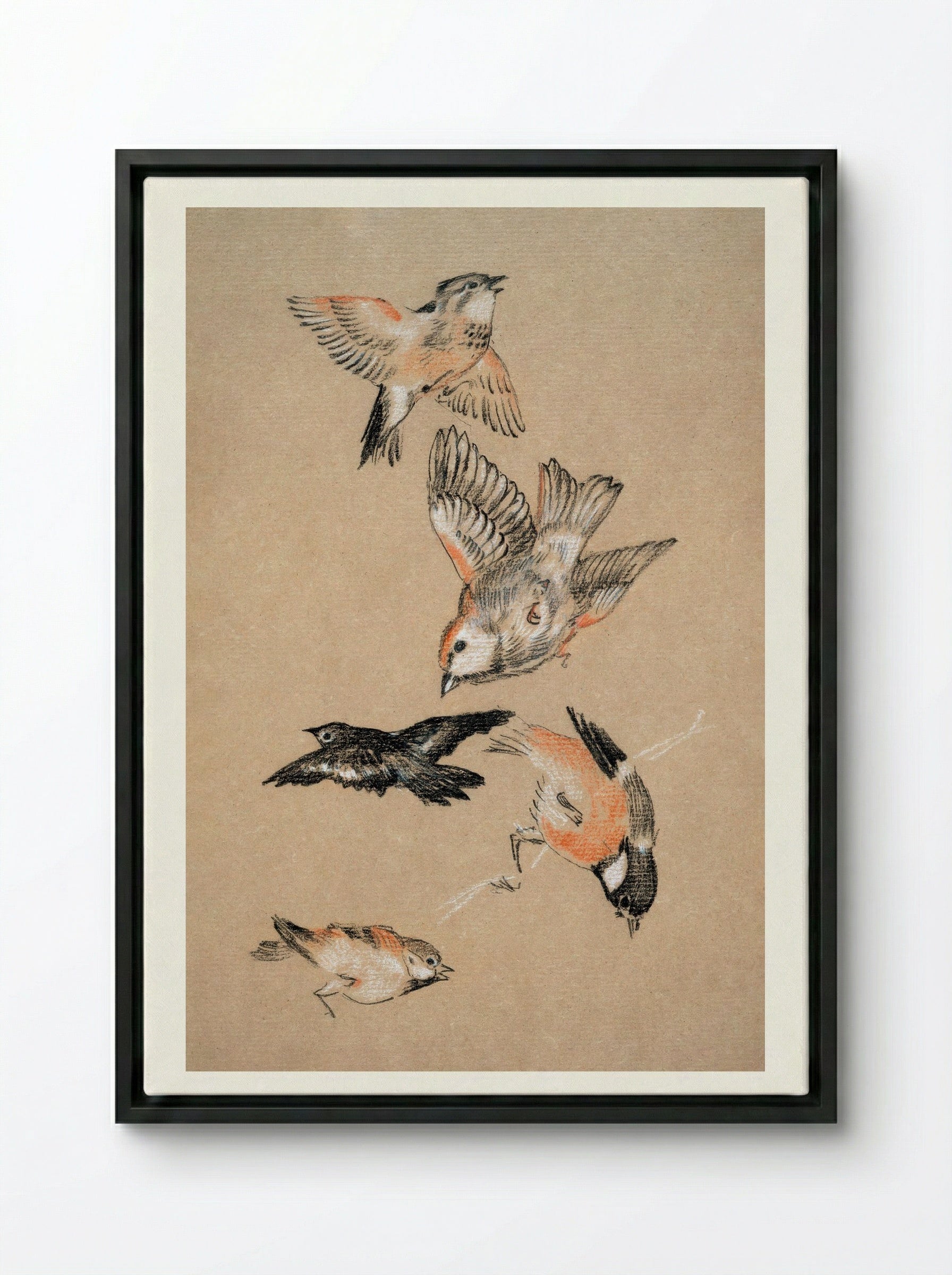 Study of Finches (for 'Love Leading the Pilgrim') - Edward Burne-Jones - Framed Canvas Black
