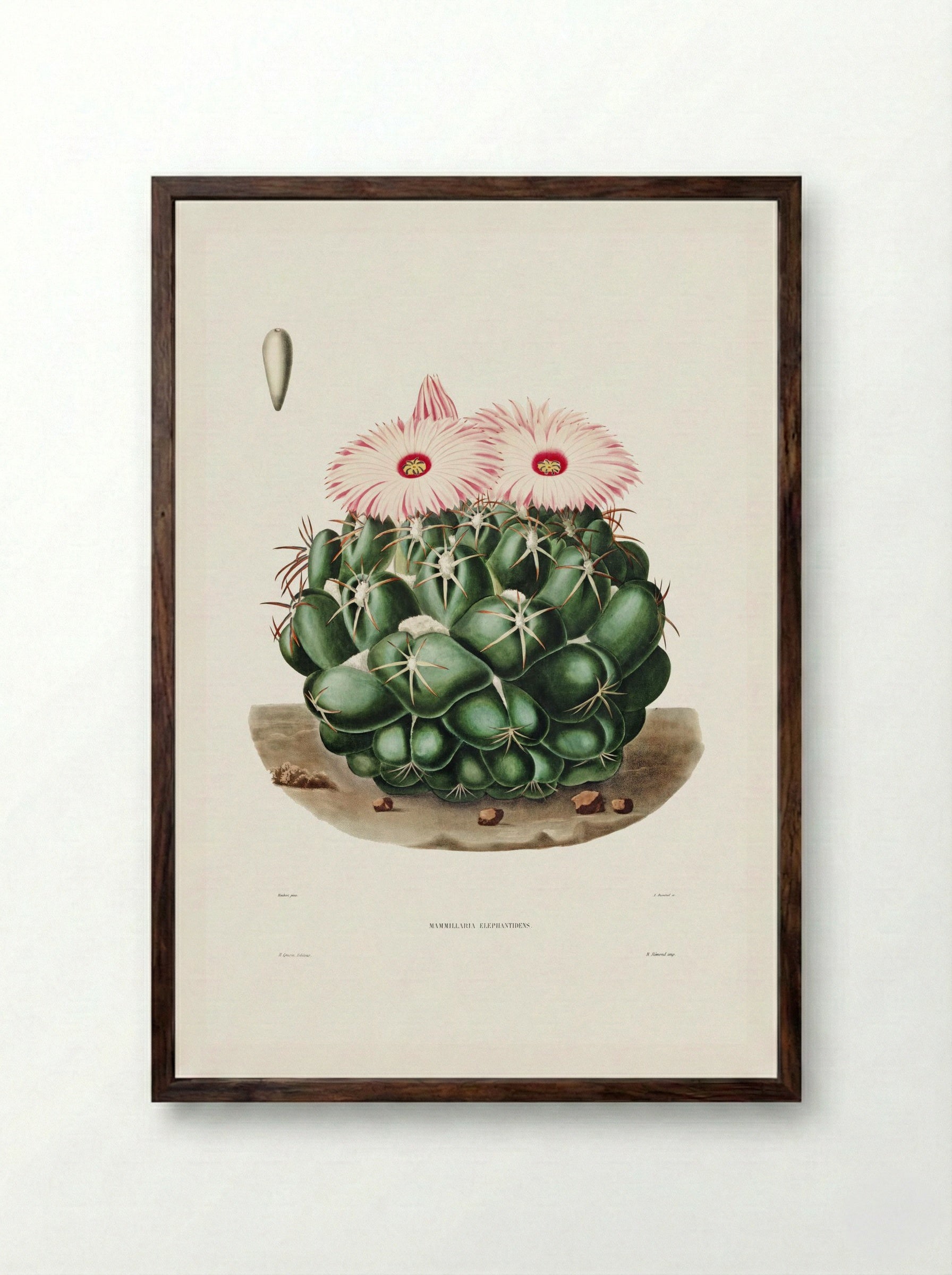 Mammillaria Elephantidens - Charles Antoine Lemaire - Framed Print Dark Wood