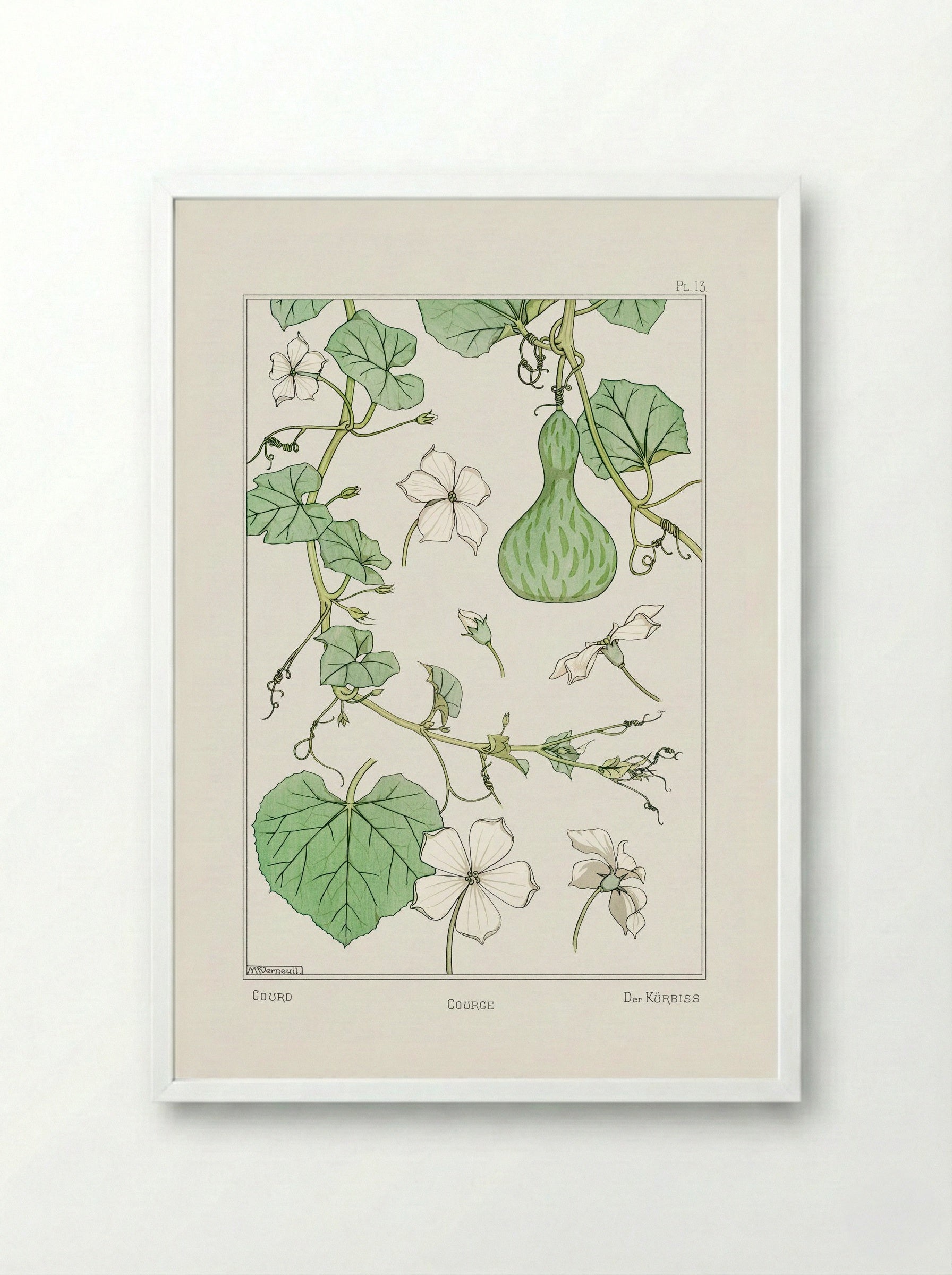 Courge (White-Flowered Gourd) - Maurice Pillard Verneuil - Framed Print White