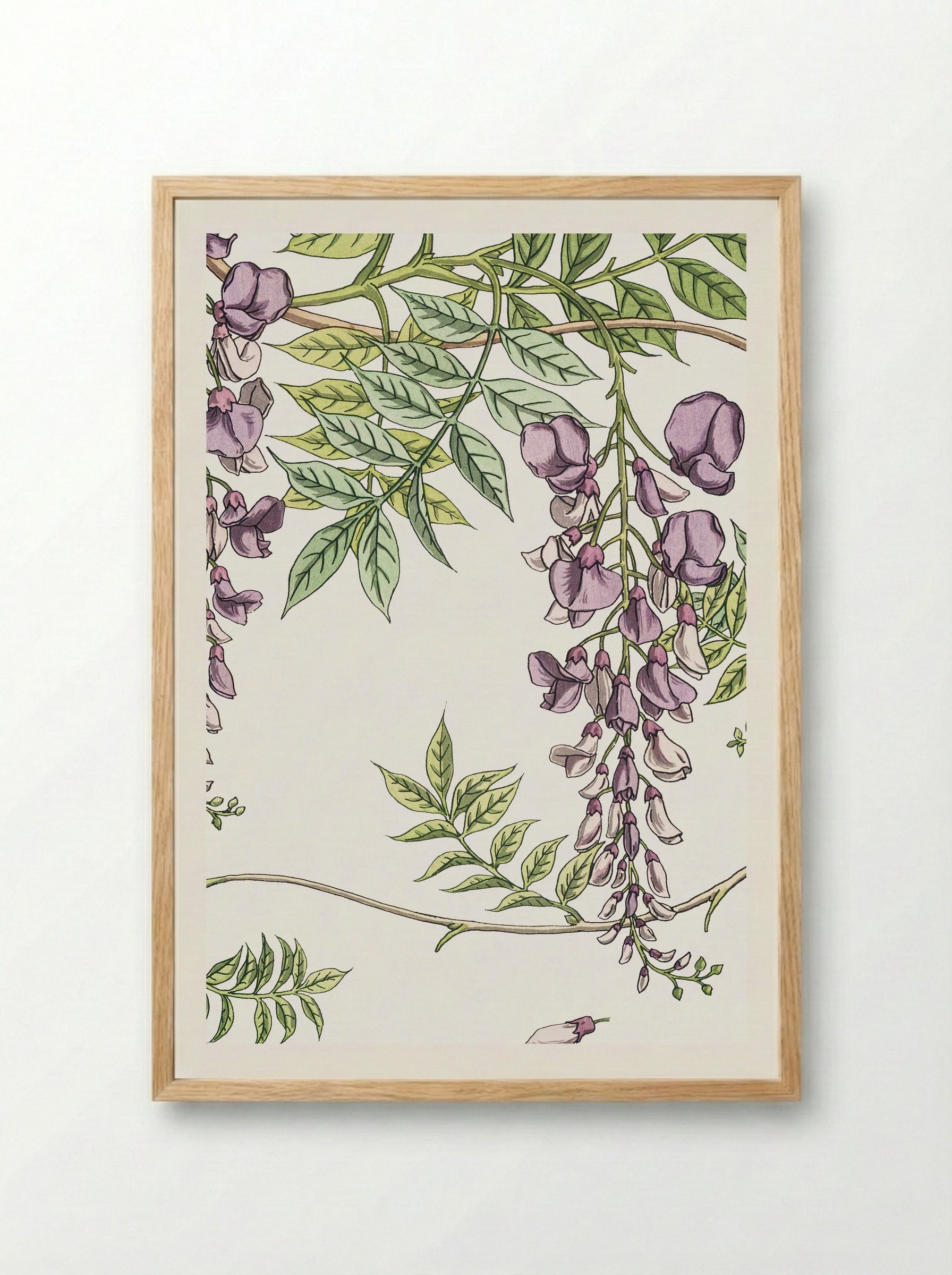 Glycine, Wisteria - Maurice Pillard Verneuil - Framed Print Wood