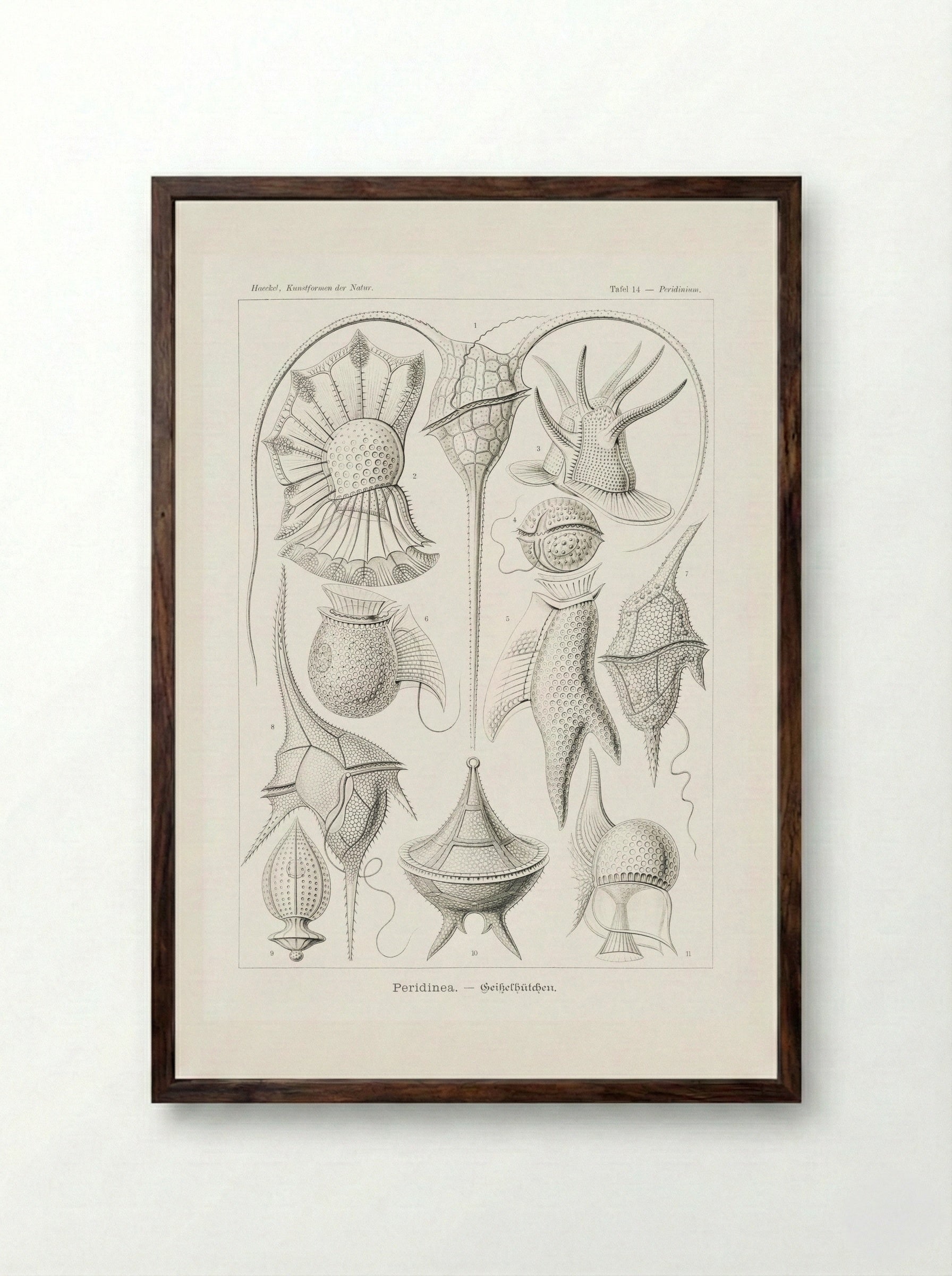Peridinea-Geikelhütchen (1904) - Ernst Haeckel - Framed Print Dark Wood
