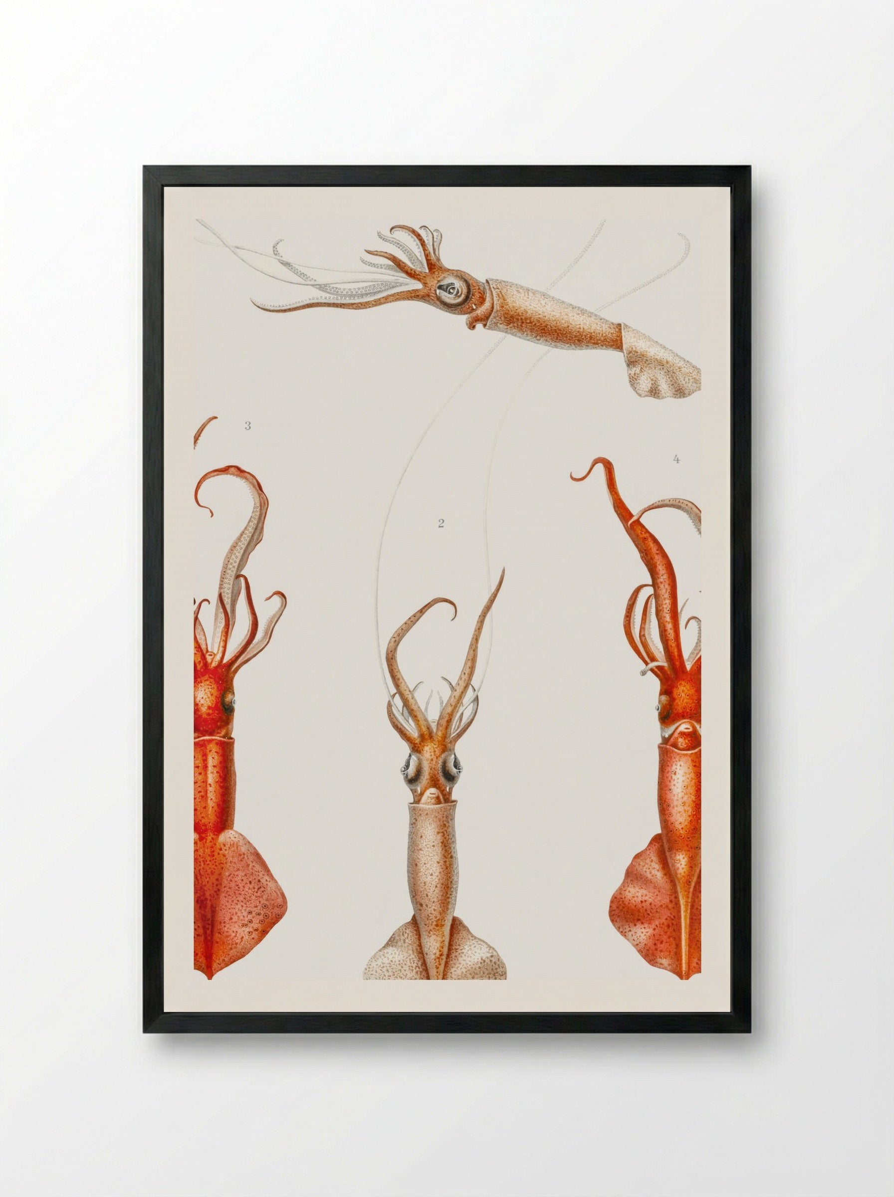 Whiplash Squid Illustration (1898-1899) - Carl Chun - Framed Print Black