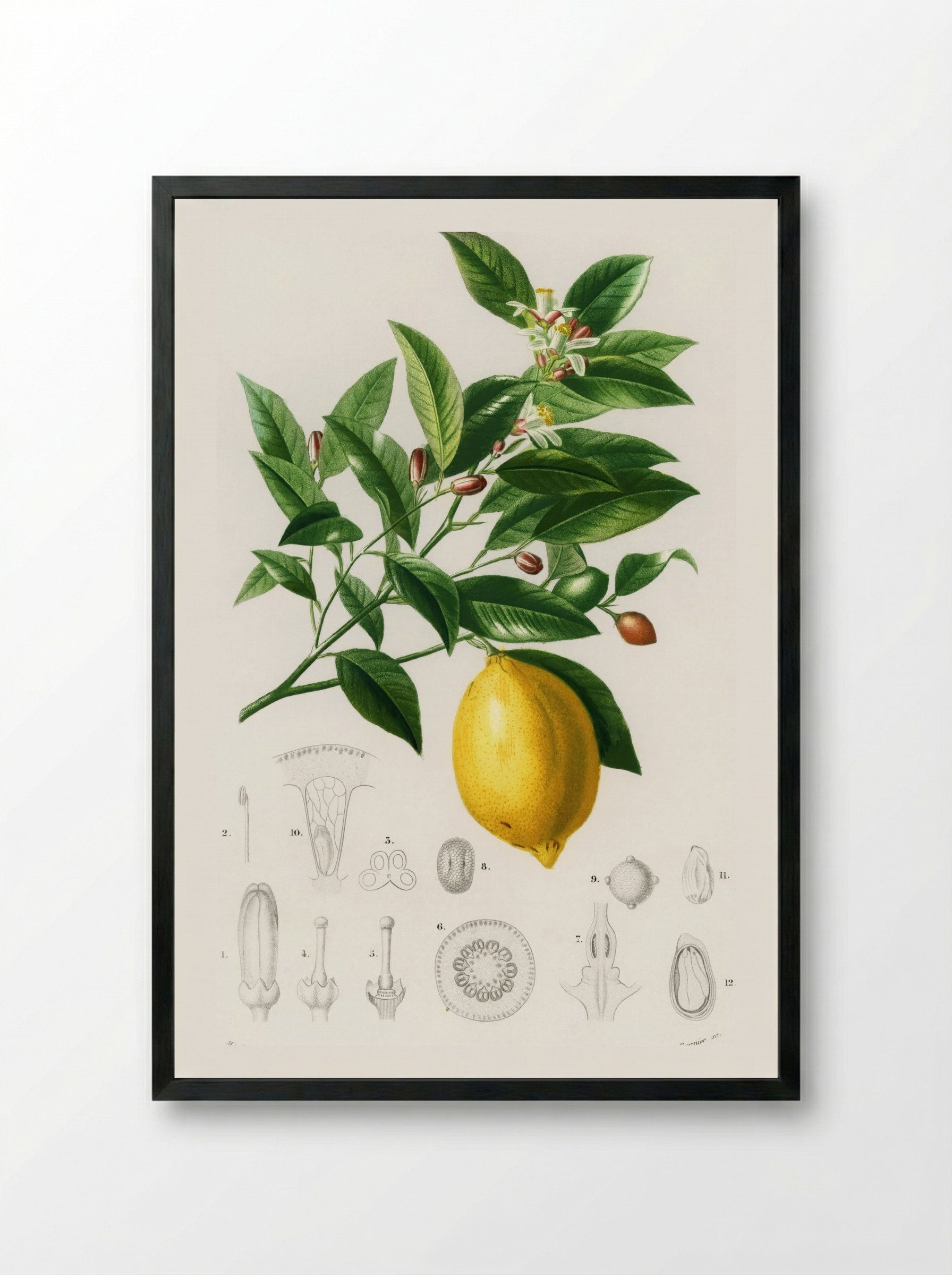 Lemon (Citrus Limonium) - Charles Dessalines D' Orbigny - Framed Print Black