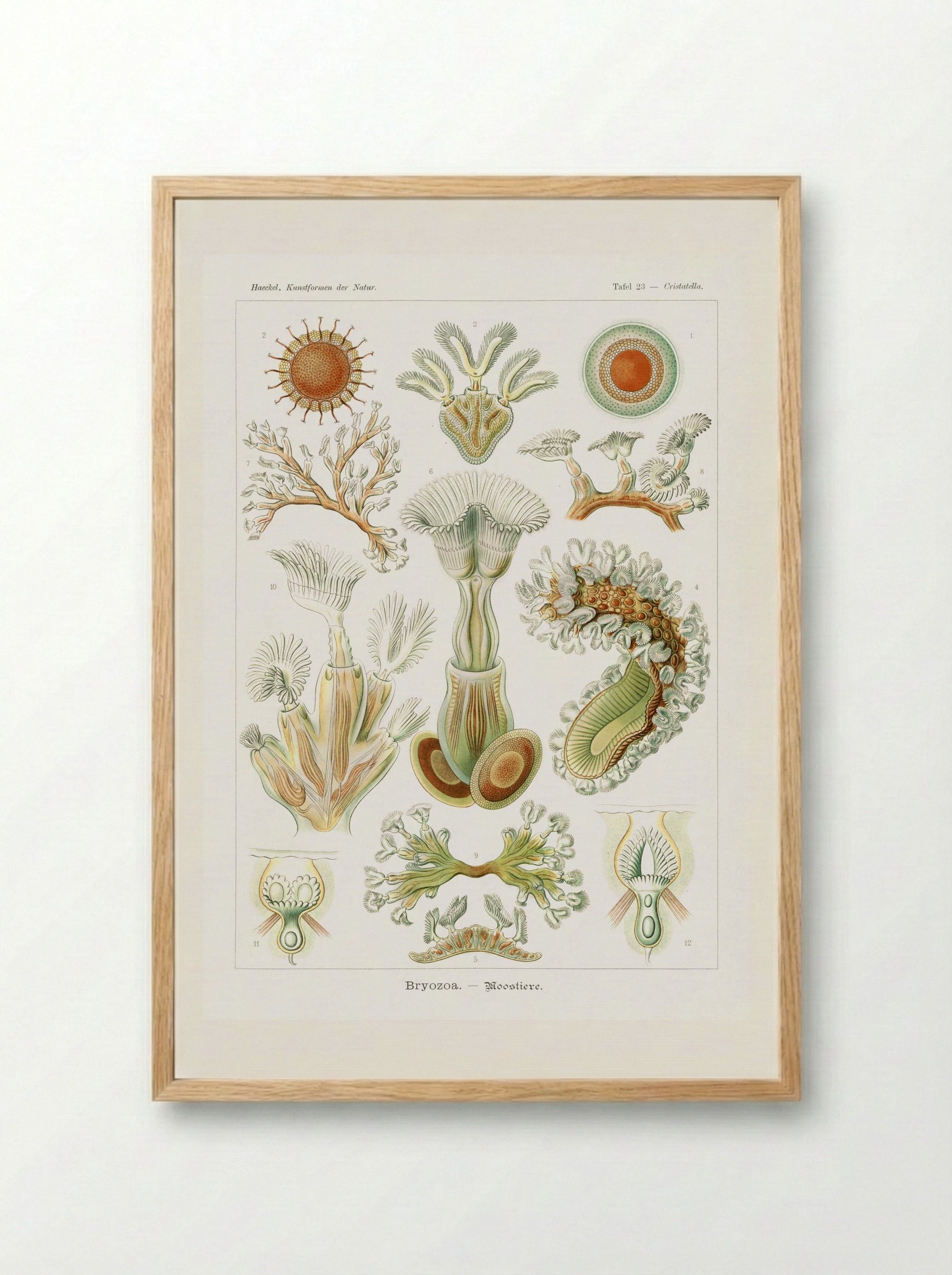 Bryozoa-Moostiere (1904) - Ernst Haeckel - Framed Print Wood