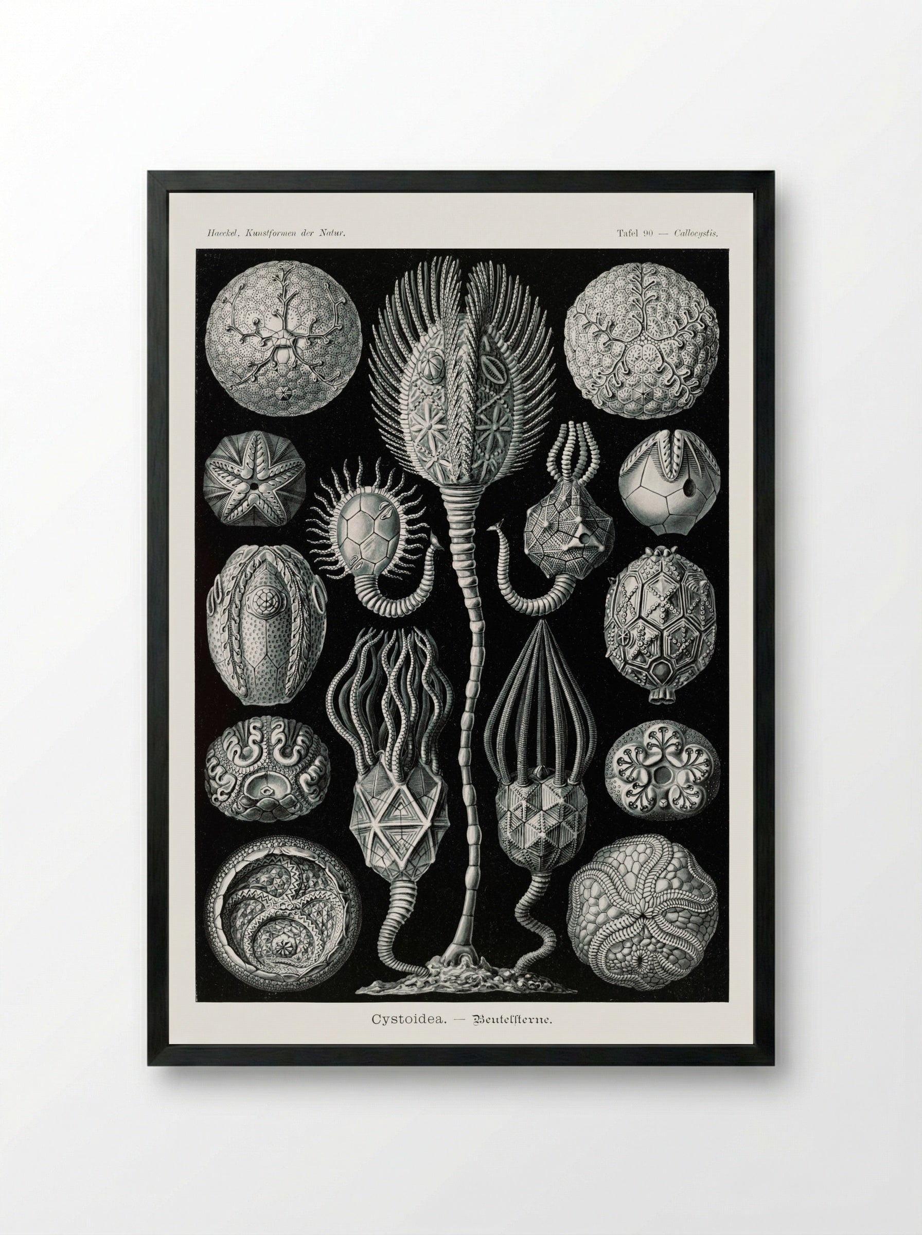 Cystoidea-Beutelsterne (1904) - Ernst Haeckel - Framed Print Black