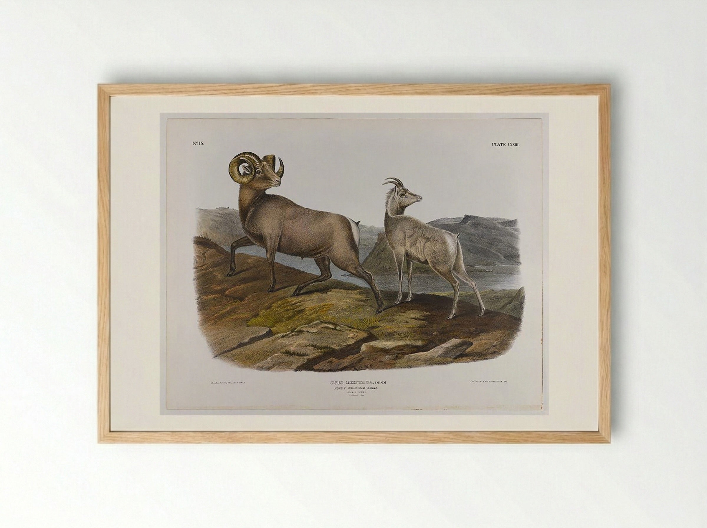 Rocky Mountain Sheep - John James Audubon - Framed Print Wood