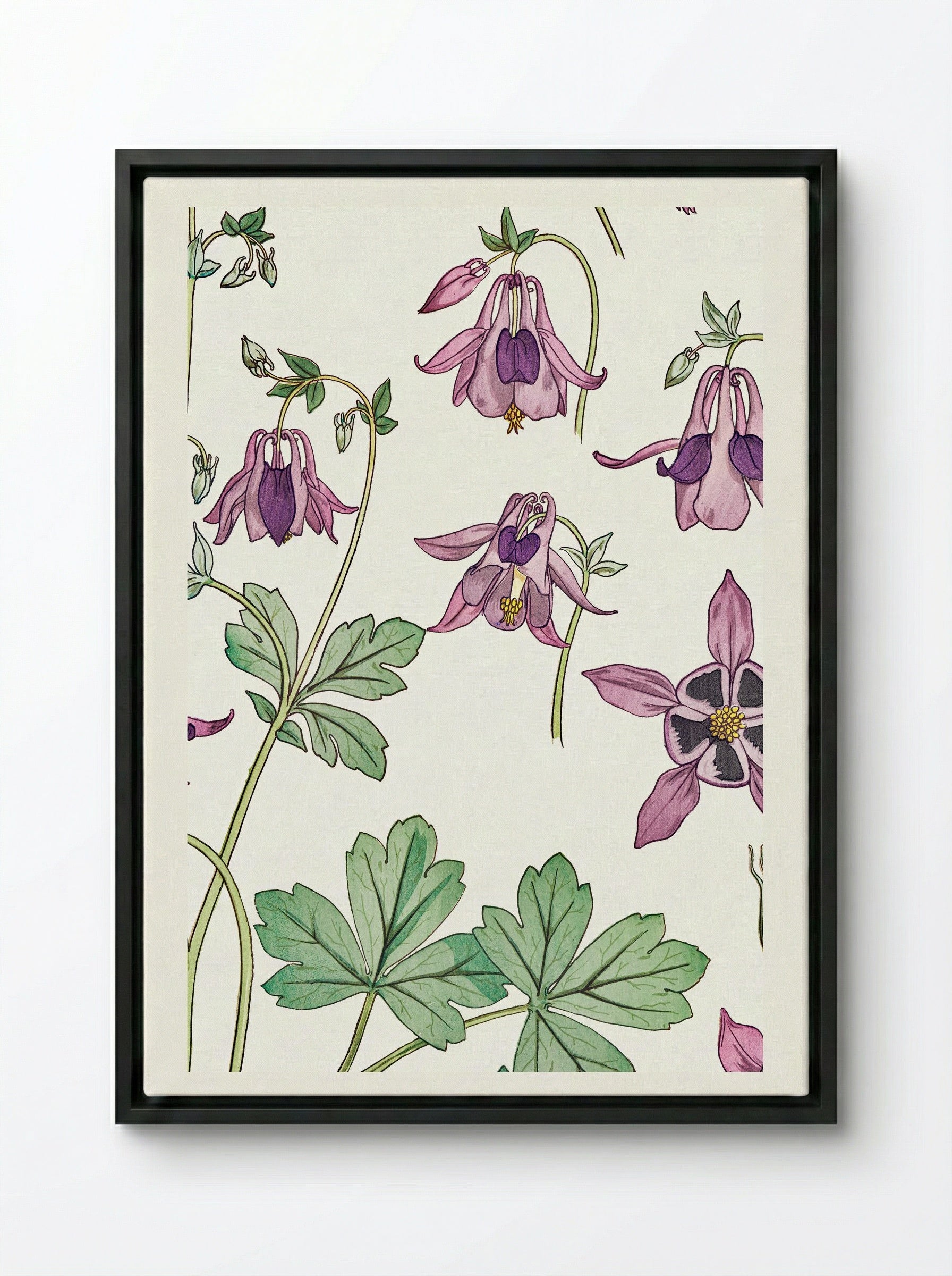 Ancolie (Columbine) - Maurice Pillard Verneuil - Framed Canvas Black