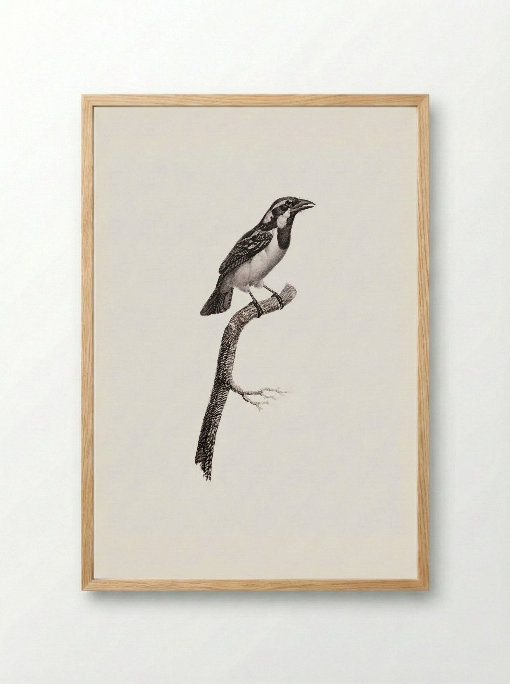 Black-throated Sparrow - Jacques Barraband - Framed Print Wood