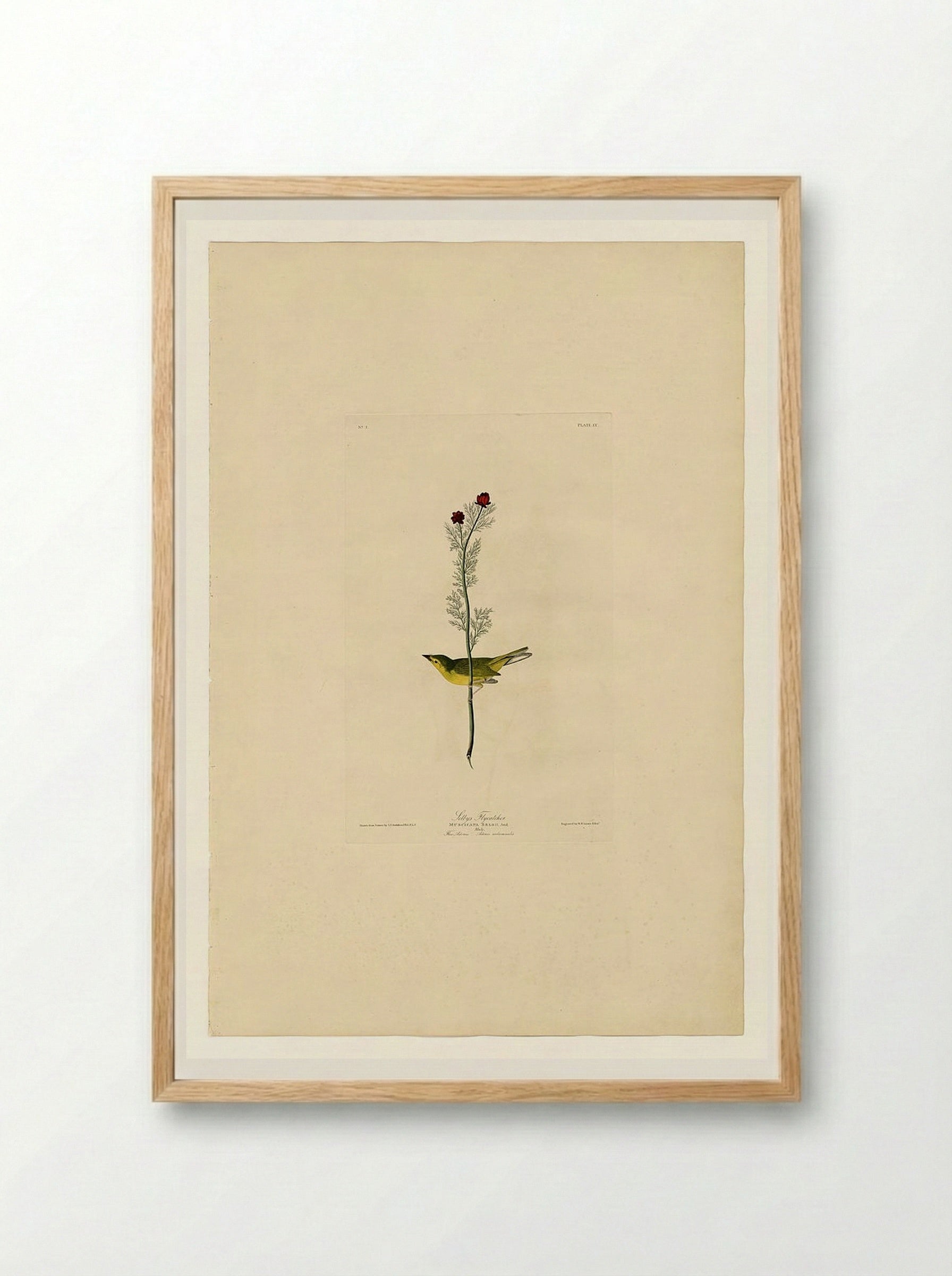 Plate 9, Selby's Flycatcher - John James Audubon - Framed Print Wood