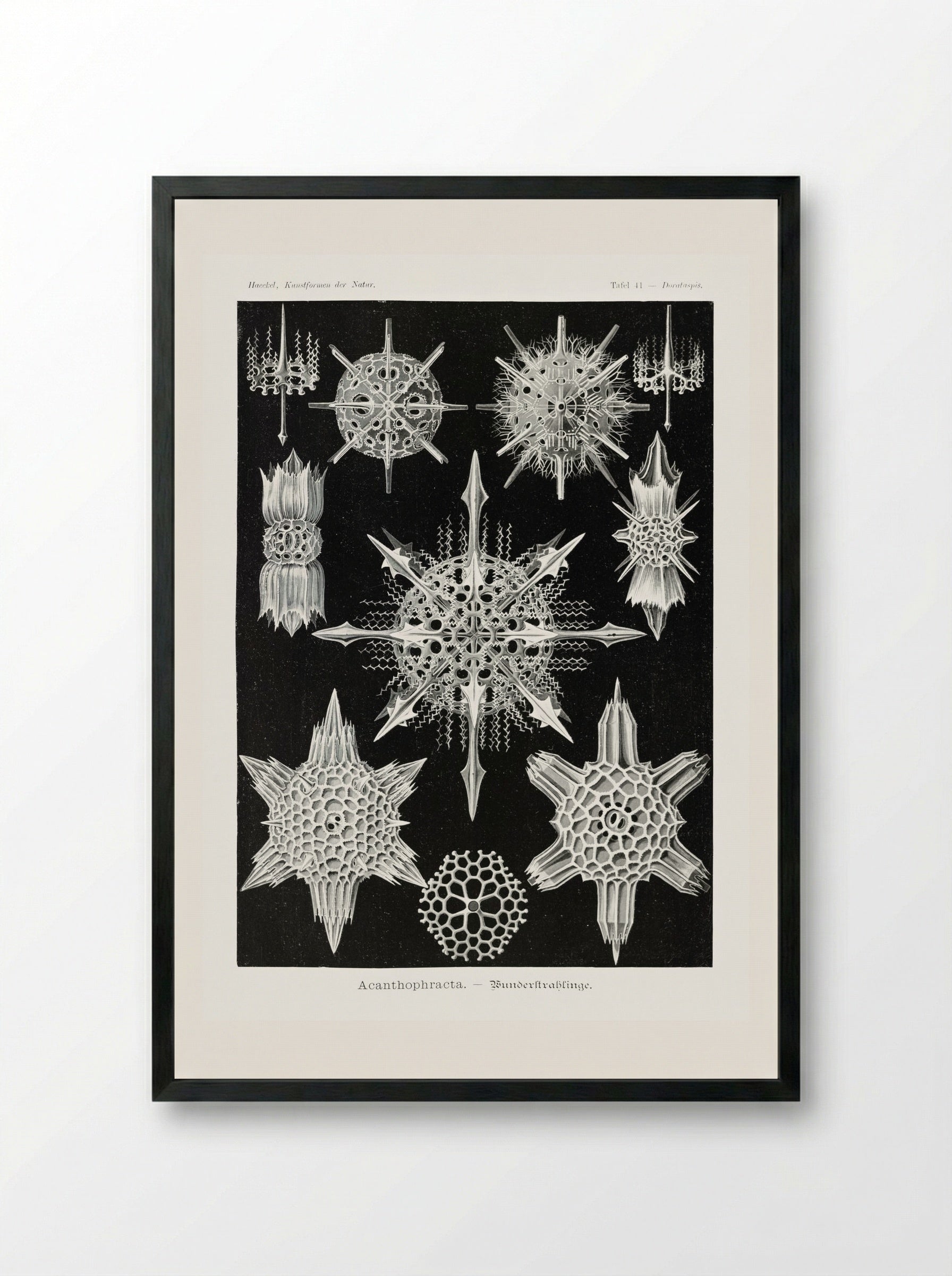 Acanthophracta-Wunderstrahlinge (1904) - Ernst Haeckel - Framed Print Black