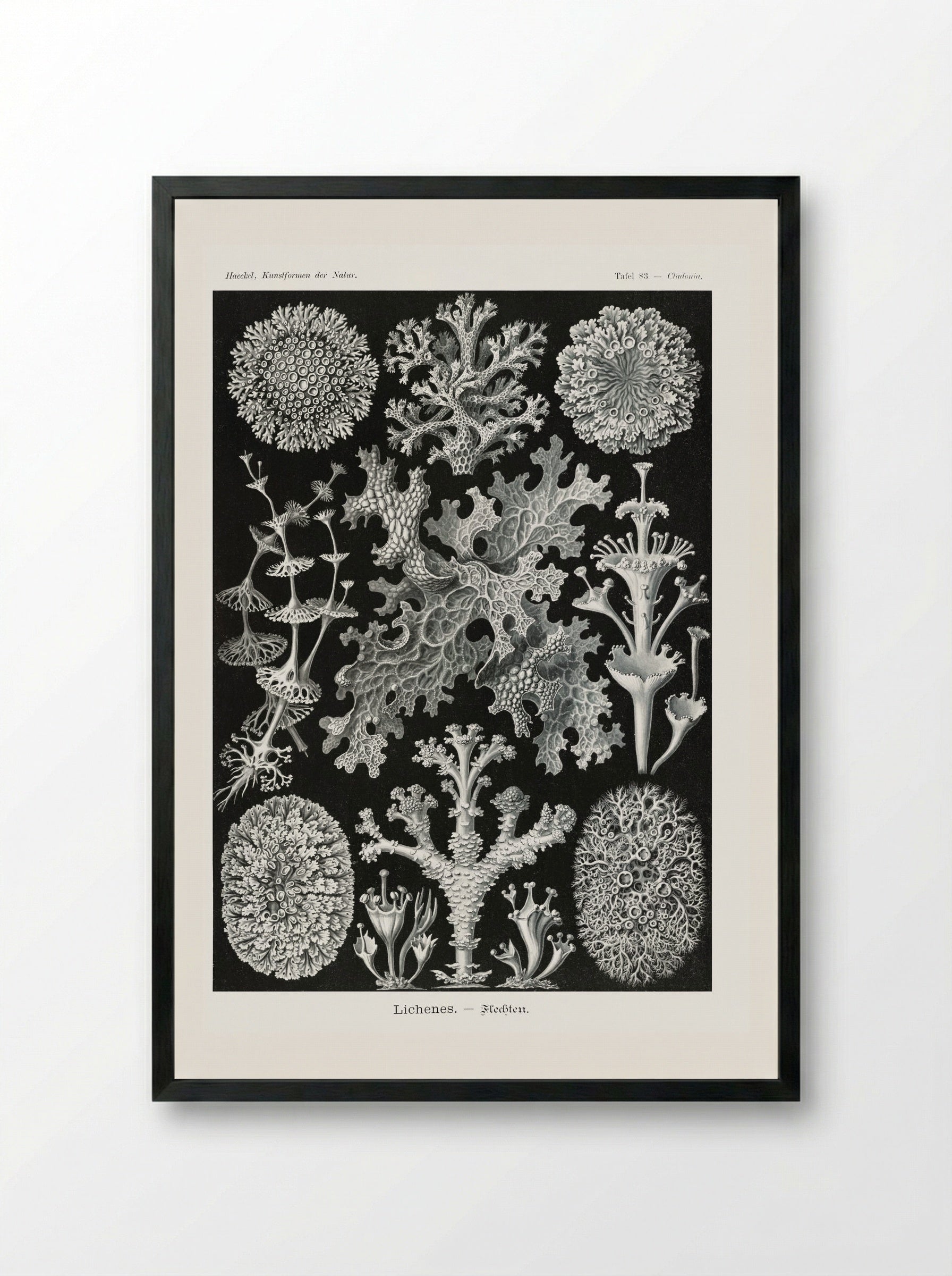 Lichenes-Flechten (1904) - Ernst Haeckel - Framed Print Black