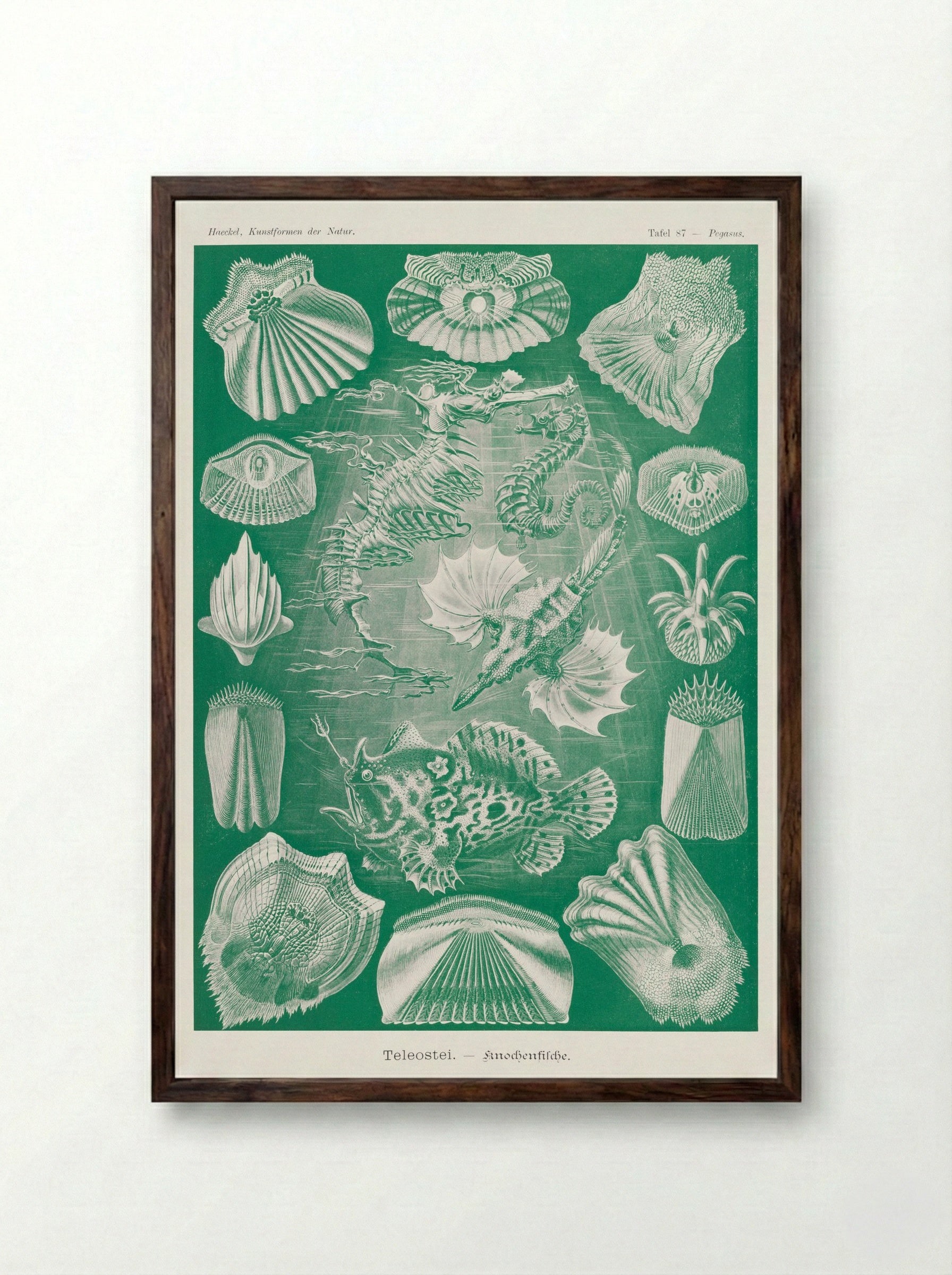 Teleostei-Knochenfische (1904) - Ernst Haeckel - Framed Print Dark Wood