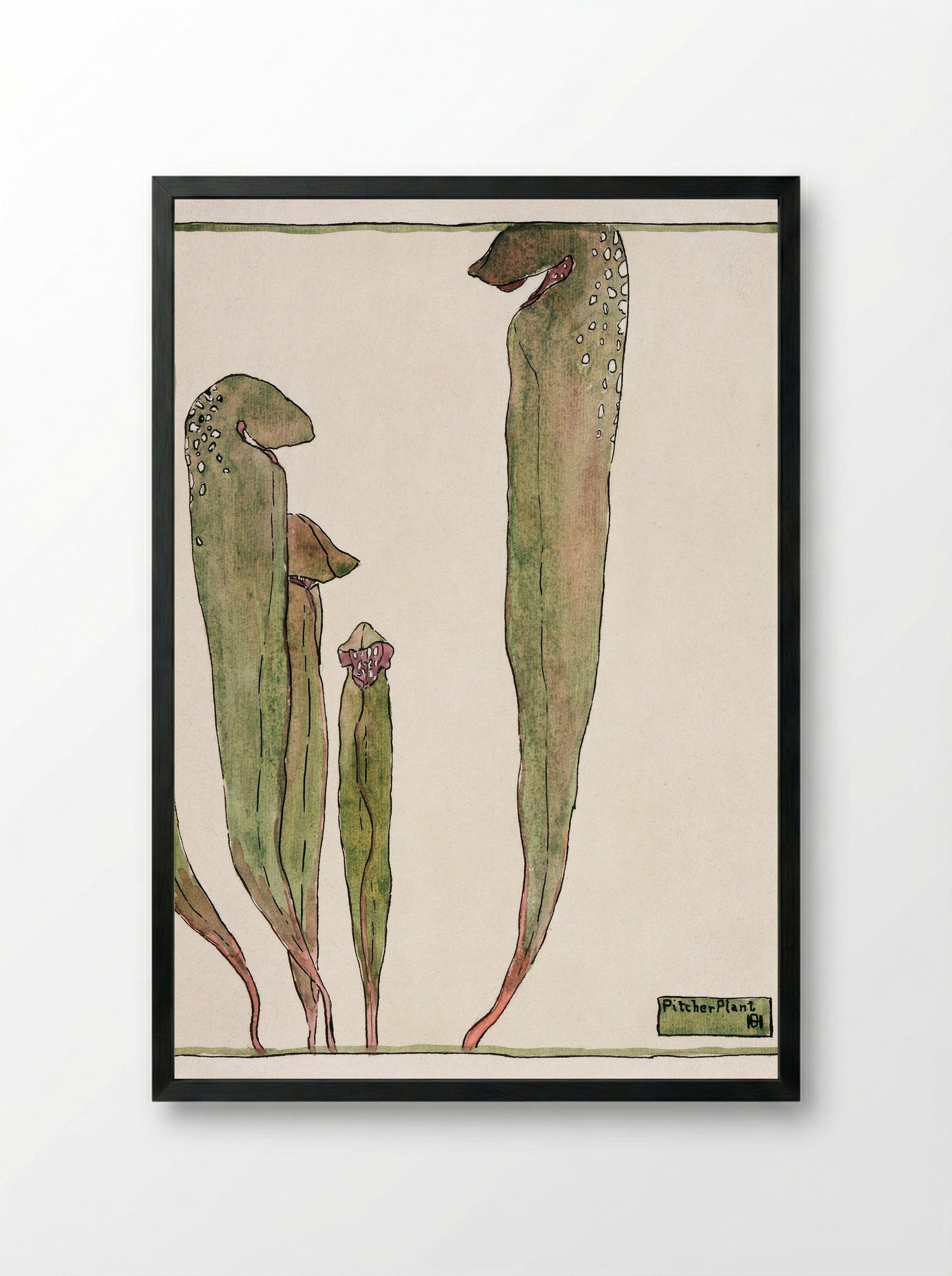 Pitcher Plant (1915) - Hannah Borger Overbeck - Framed Print Black