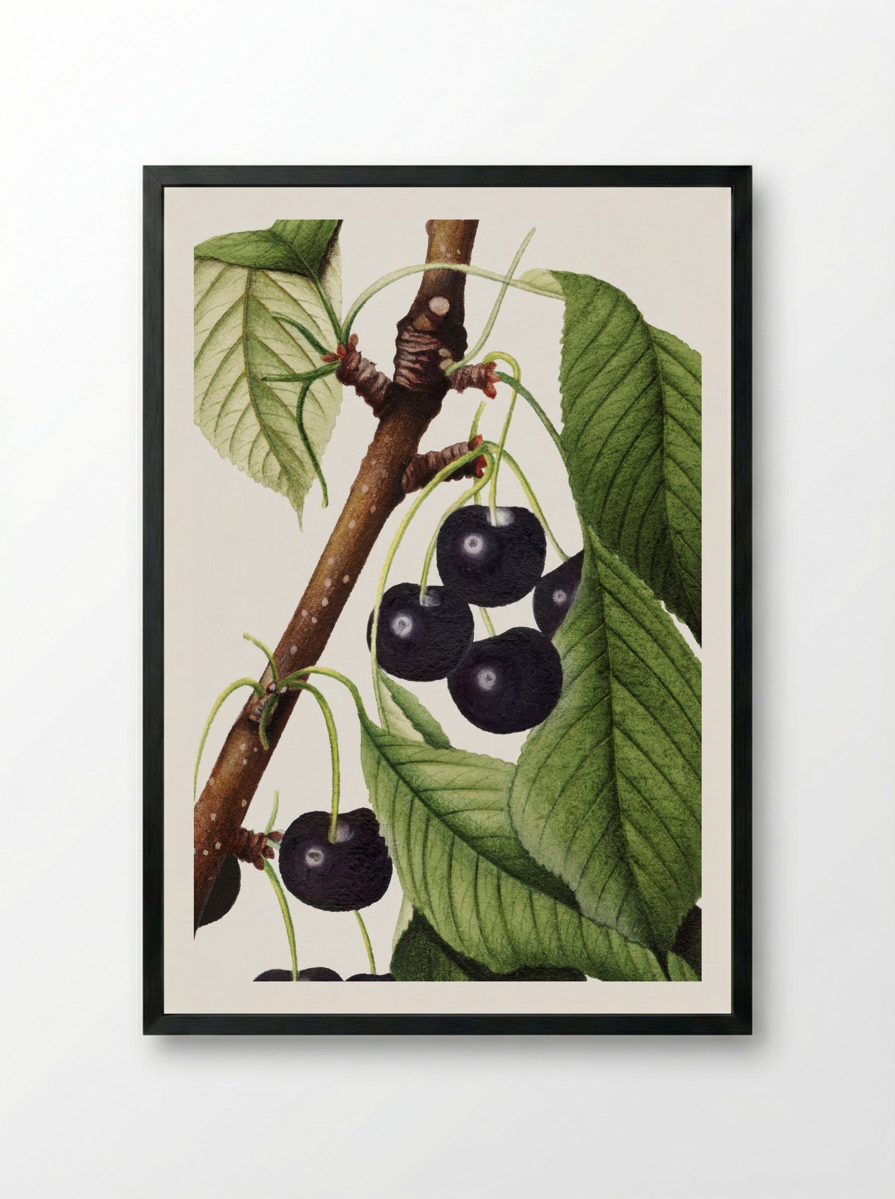 Cherries (Prunus Avium) (1892) - William Henry Prestele - Framed Print Black