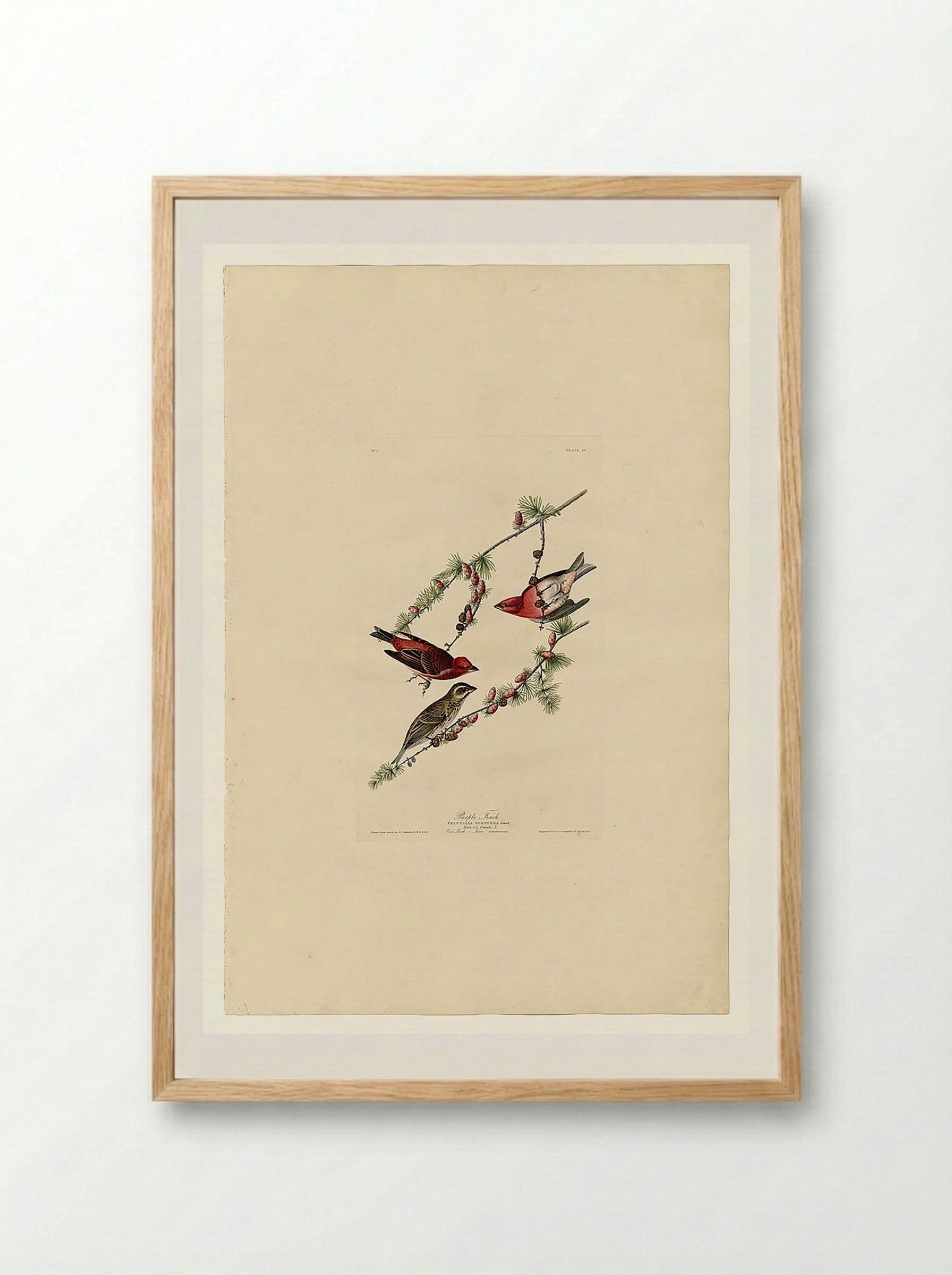 Plate 4. Purple Finch - John James Audubon - Framed Print Wood