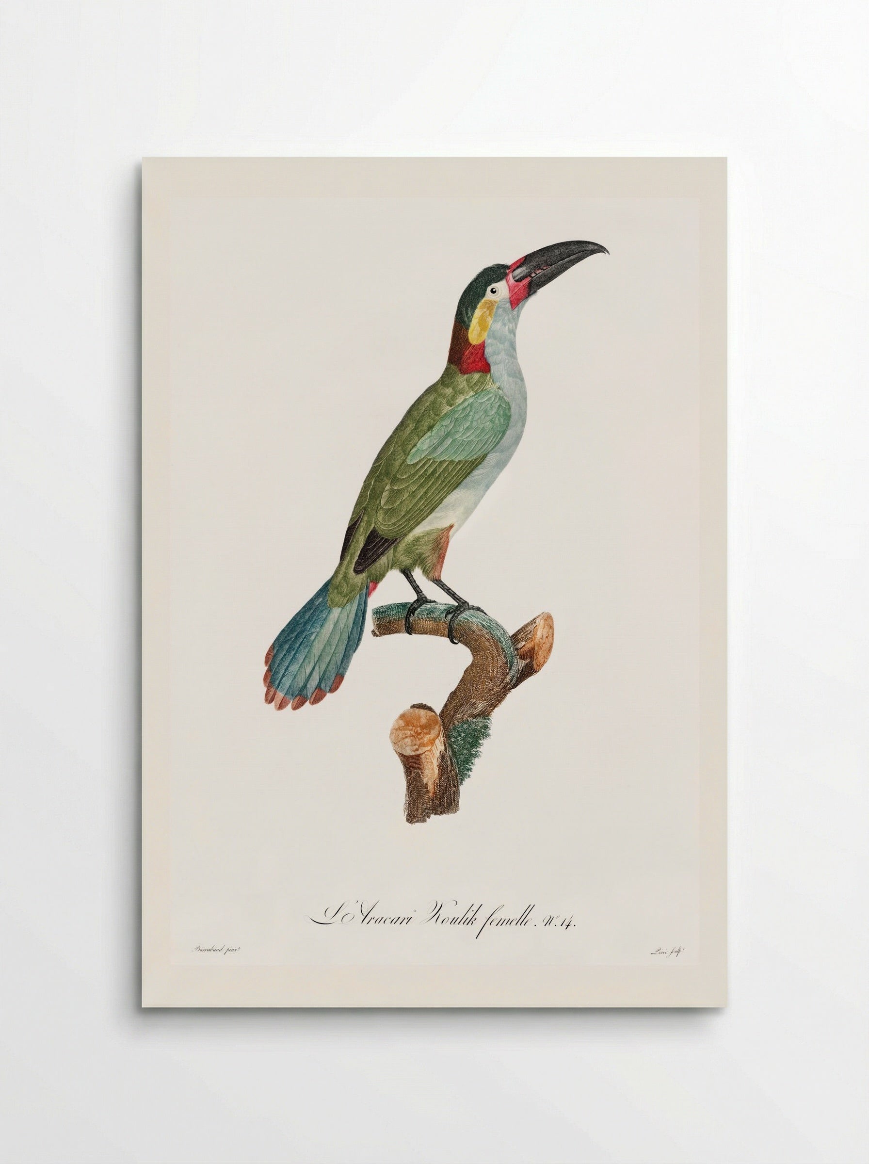 Black-necked Aracari, female - Jacques Barraband - Poster