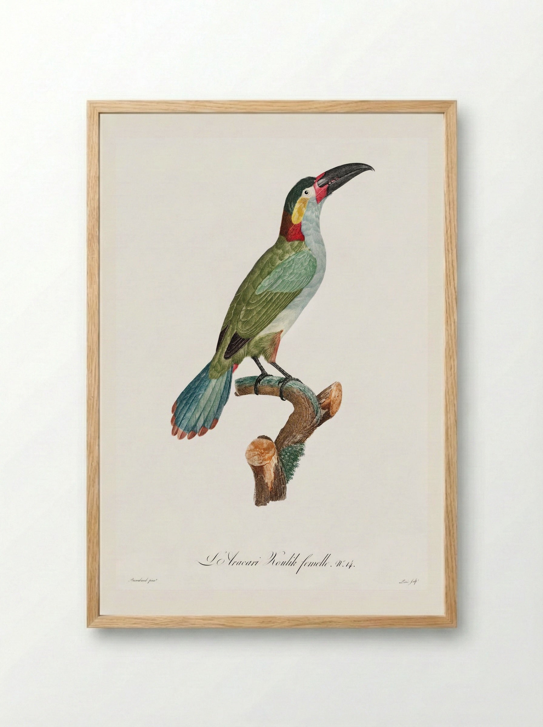 Black-necked Aracari, female - Jacques Barraband - Framed Print Wood