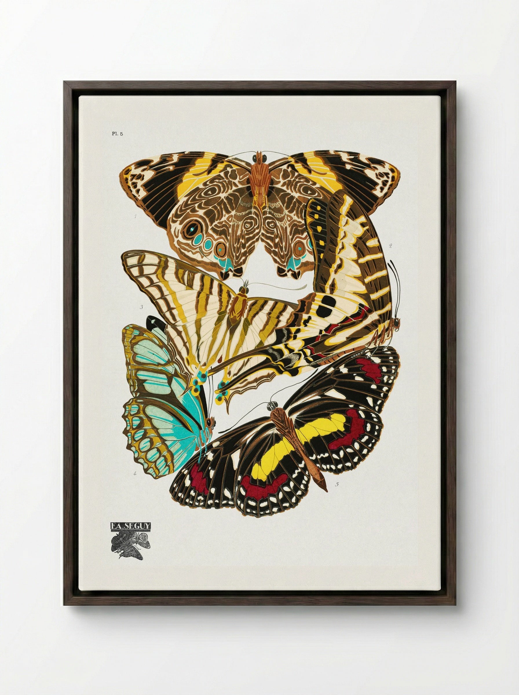 Butterflies, Plate 5 - Émile-Allain Séguy - Framed Canvas Dark Wood