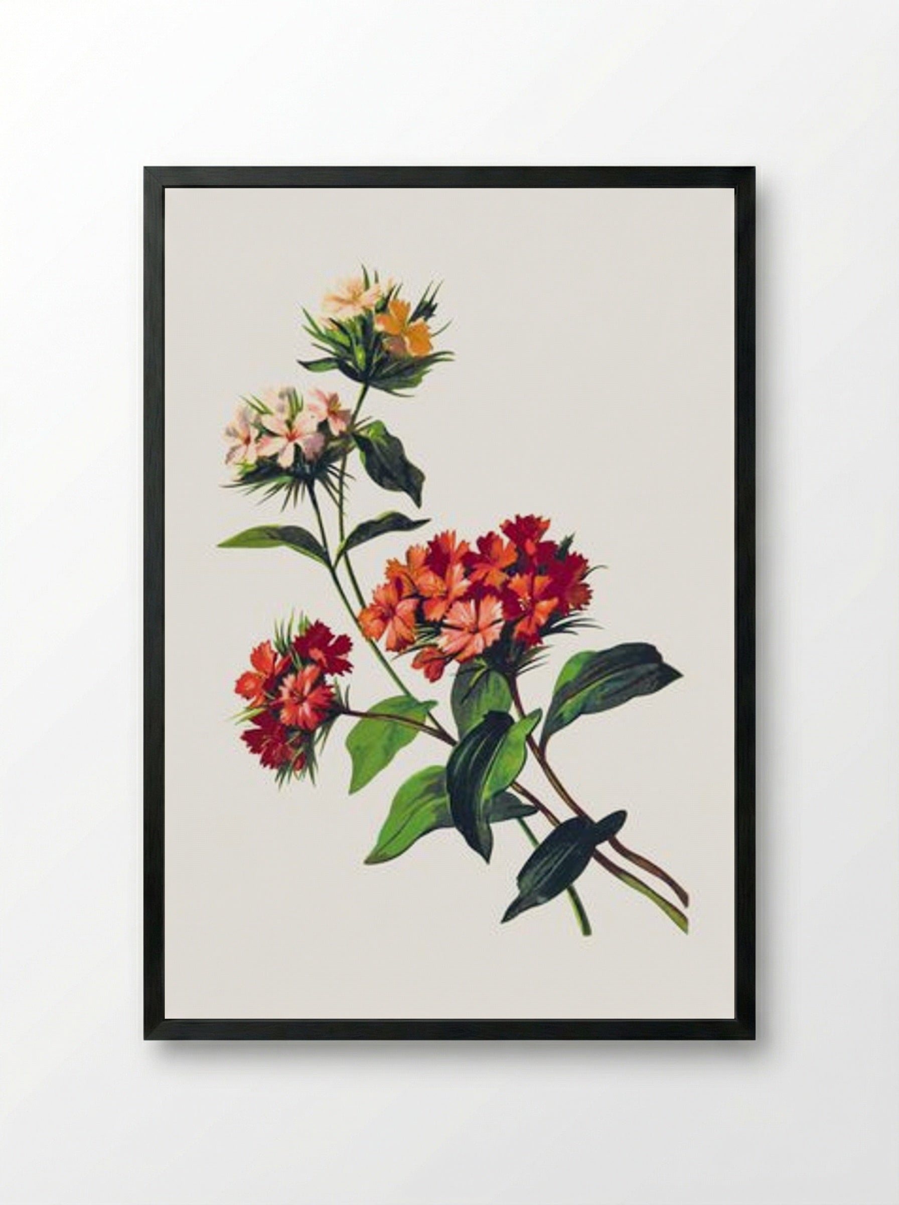 Sweet William Flower - Fine Art Print - Framed Print Black