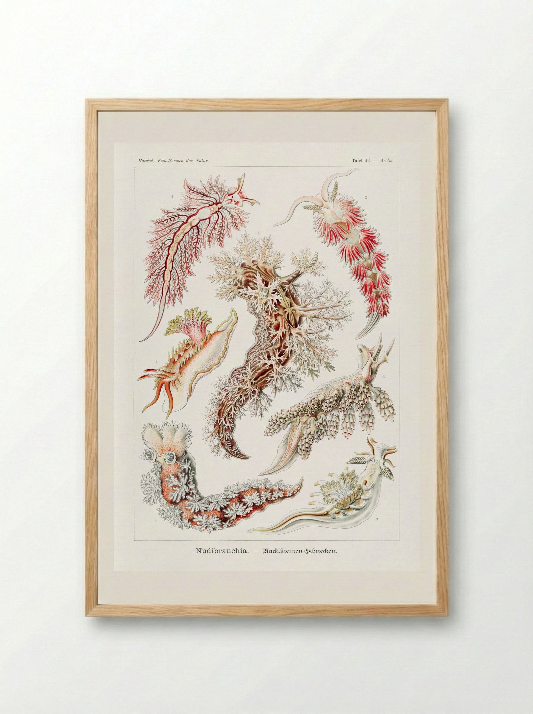Nudibranchia-Nacktkiemen Schnecken (1904) - Ernst Haeckel - Framed Print Wood