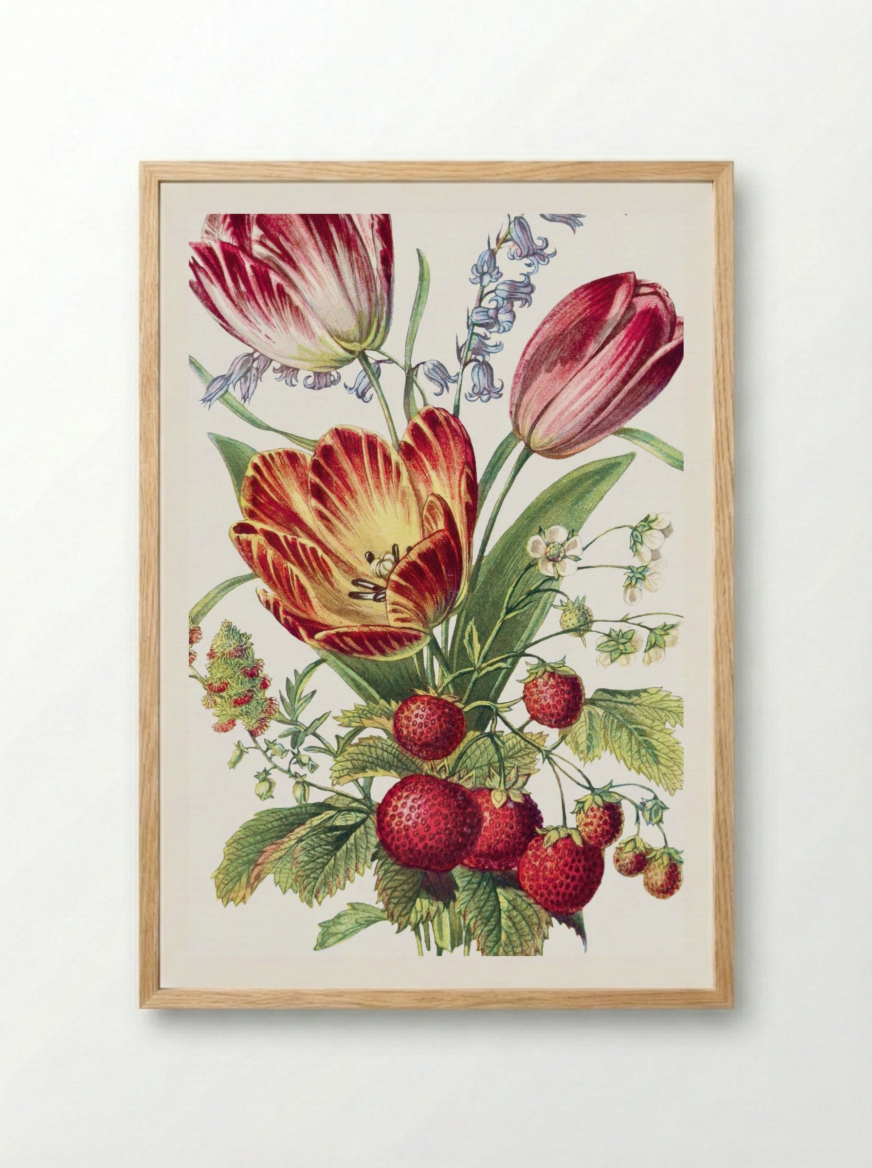 Strawberry, Mignonette, Tulip, and Blue Bell (1896) - Robert Tyas - Framed Print Wood