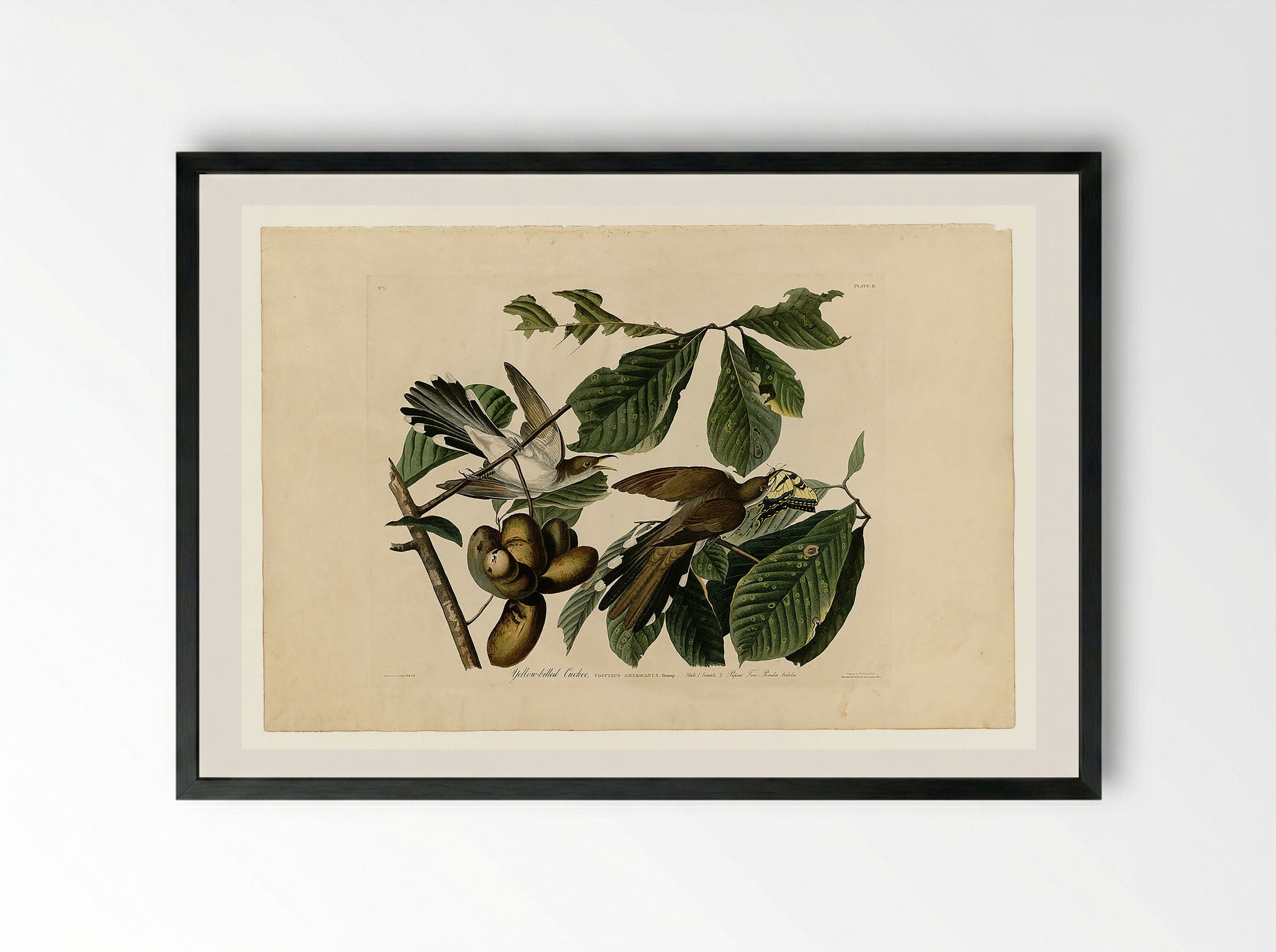 Plate 2. Yellow-billed Cuckoo - John James Audubon - Framed Print Black