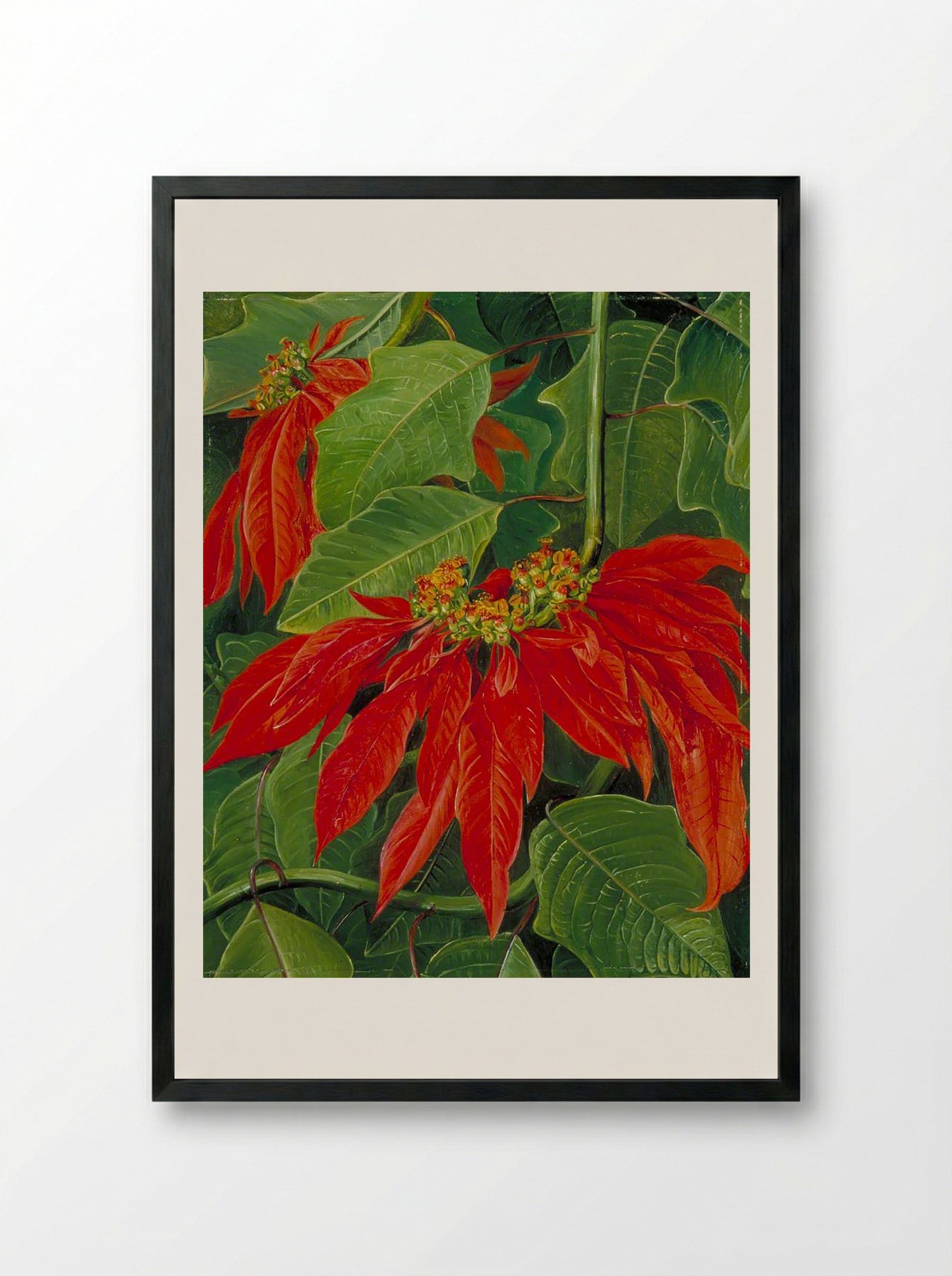 Flor de Pascua or Easter Flower, at Morro Velho, Brazil - Marianne North - Framed Print Black